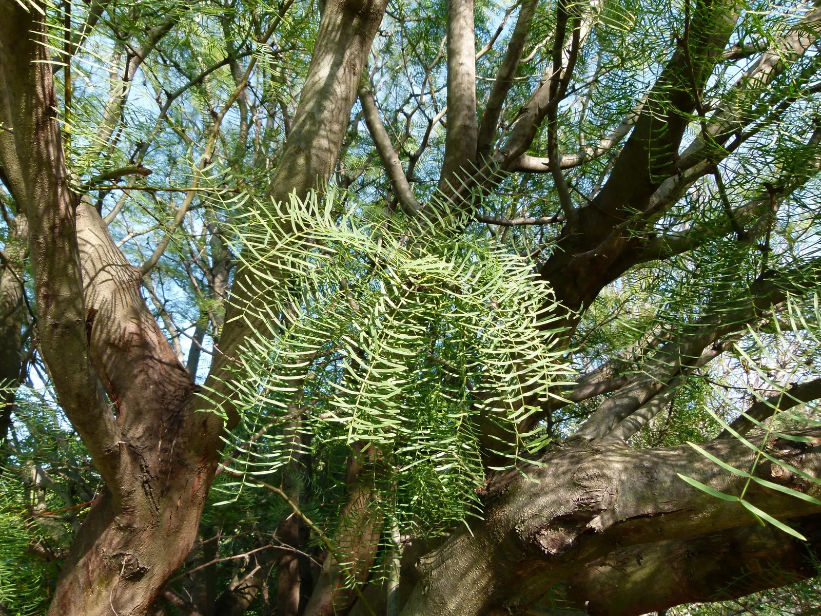 Chilean Mesquite (Prosopis Chilensis) — is an elegant and hardy deciduous tree