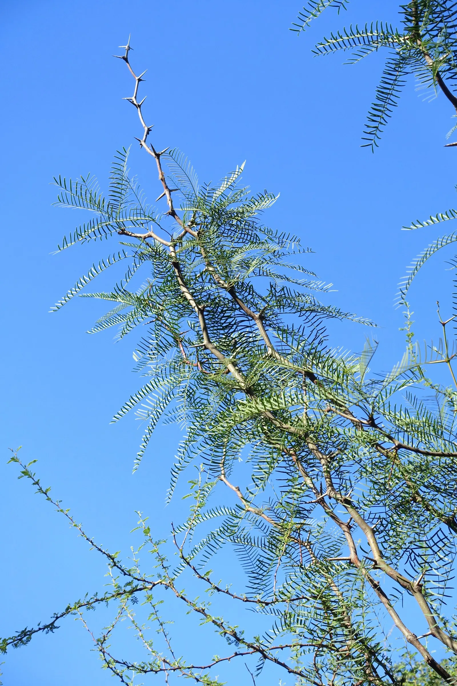 Chilean Mesquite (Prosopis Chilensis) — Growing to a height of 30 to 40 feet with a similar spread