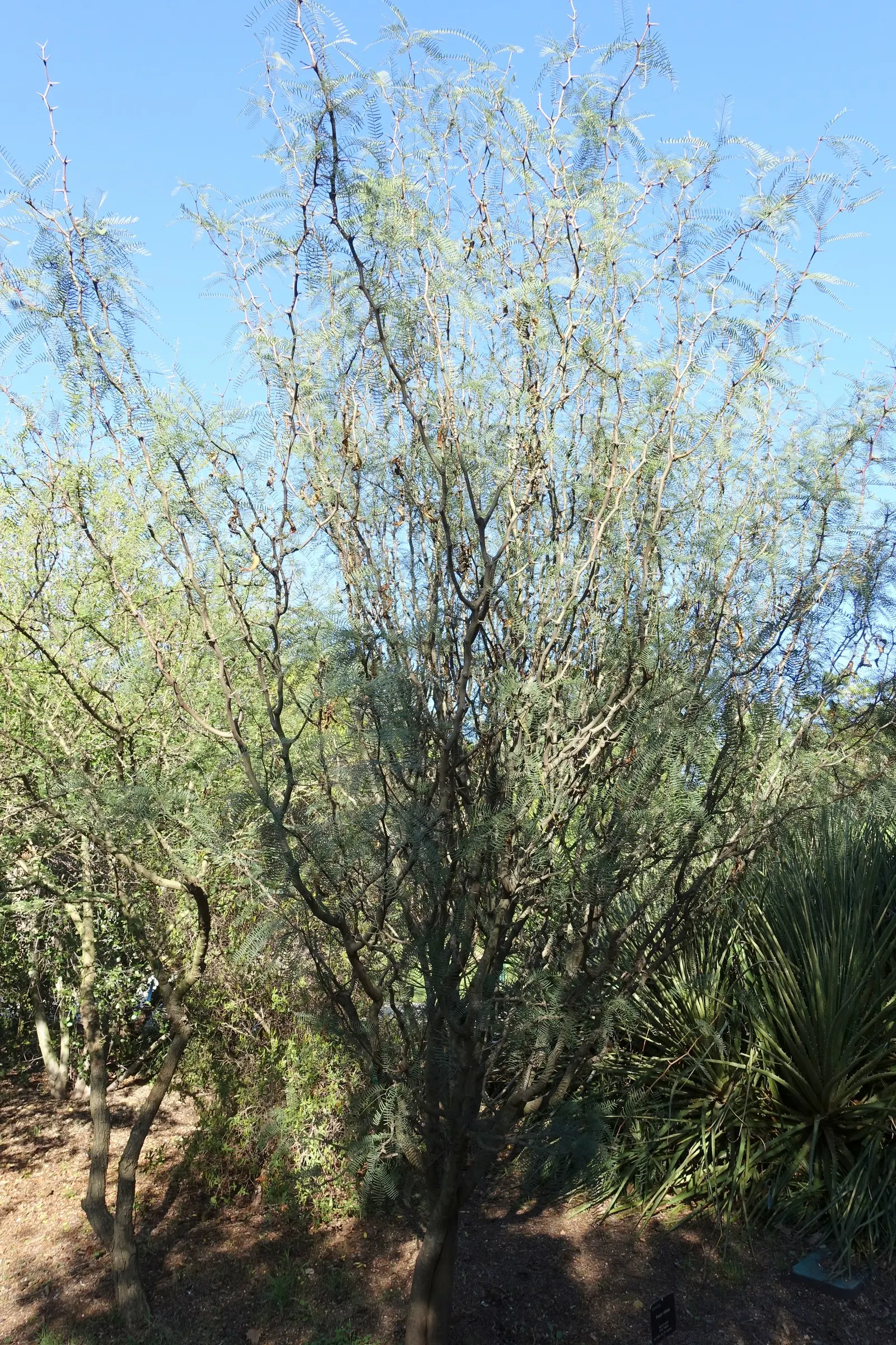 Chilean Mesquite (Prosopis Chilensis) — It's worth noting that the Chilean Mesquite can tolerate a range of soil types