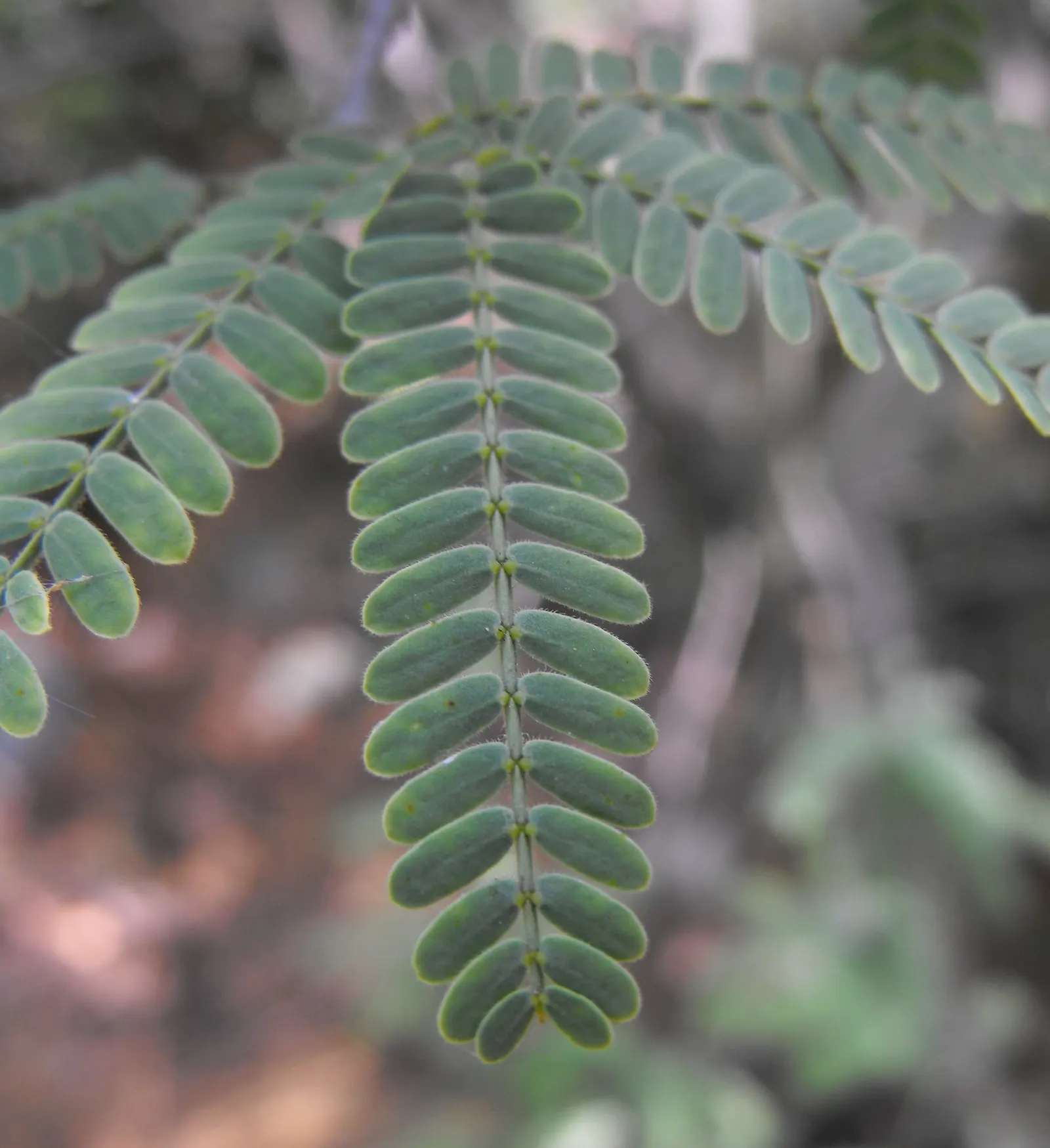 Chilean Mesquite (Prosopis Chilensis) — The Chilean Mesquite (Prosopis chilensis) is a drought-tolerant