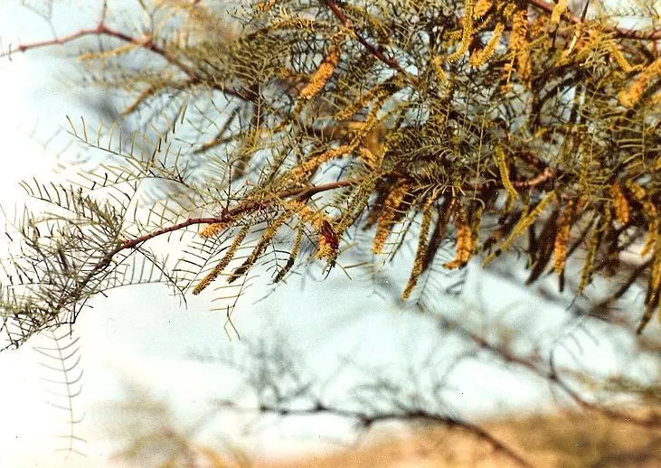 Chilean Mesquite (Prosopis Chilensis) — Spring blossoms are yellow, followed by seed pods beneficial to wildlife