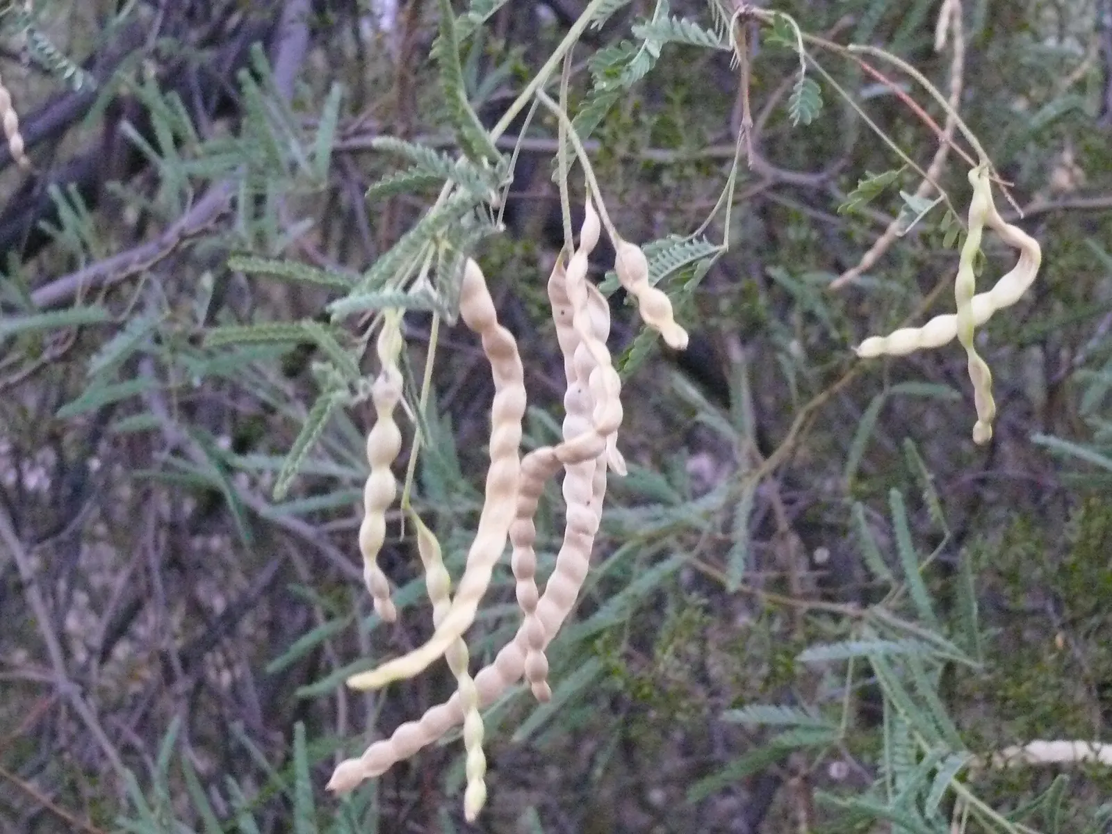 Chilean Mesquite (Prosopis Chilensis) — from well-drained sandy soils to heavier clay