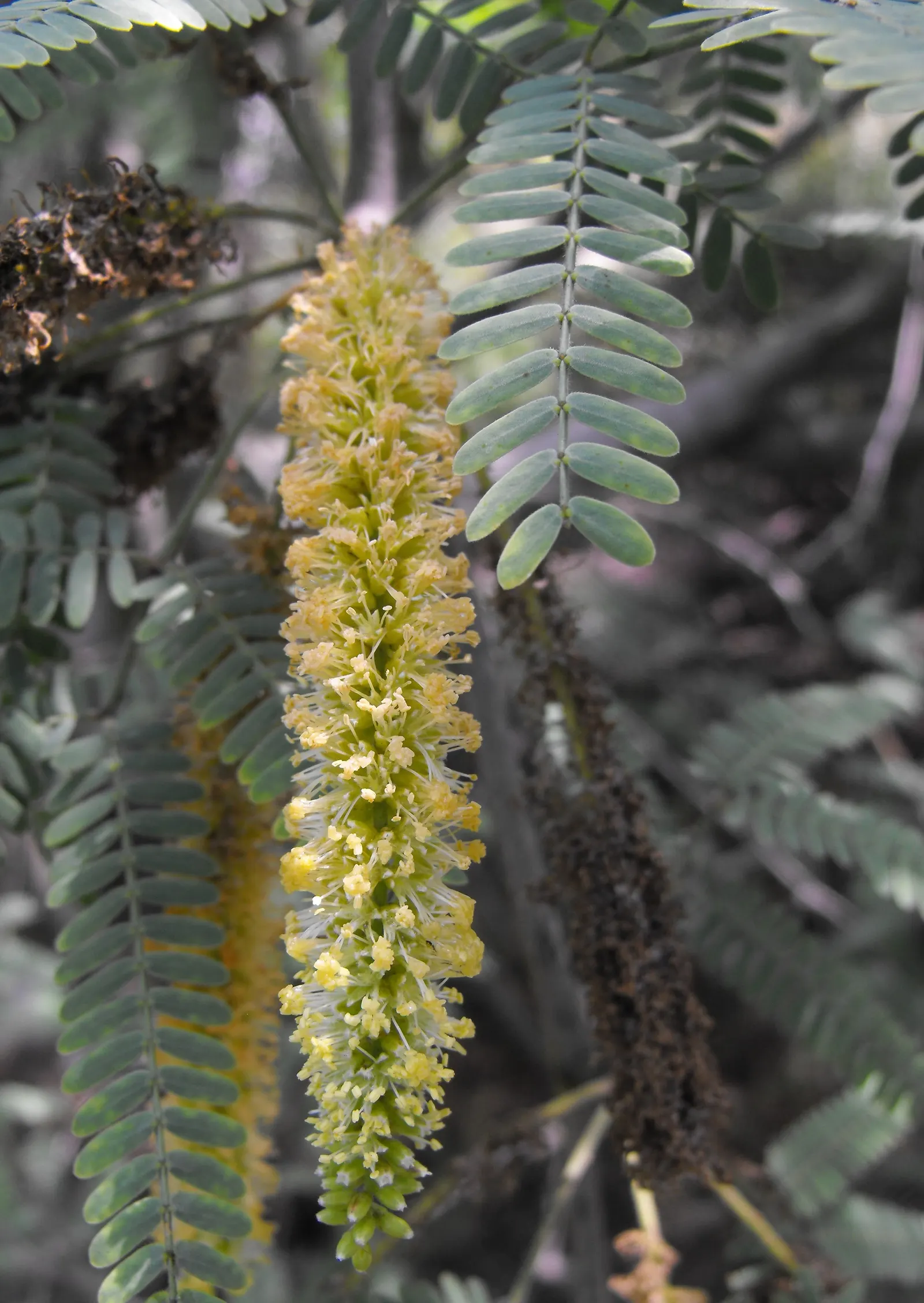 Chilean Mesquite (Prosopis Chilensis) — Its canopy of feathery foliage casts light shade, perfect for underplanting