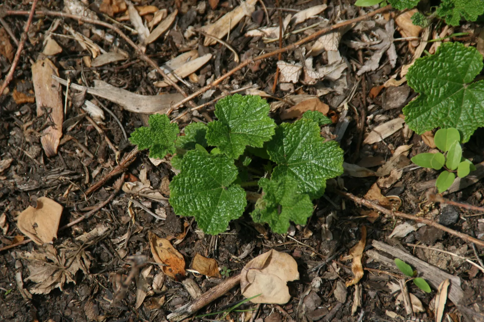 Taiwan Creeping Blackberry (Rubus Pentalobus) — offering year-round visual interest and edible fruits
