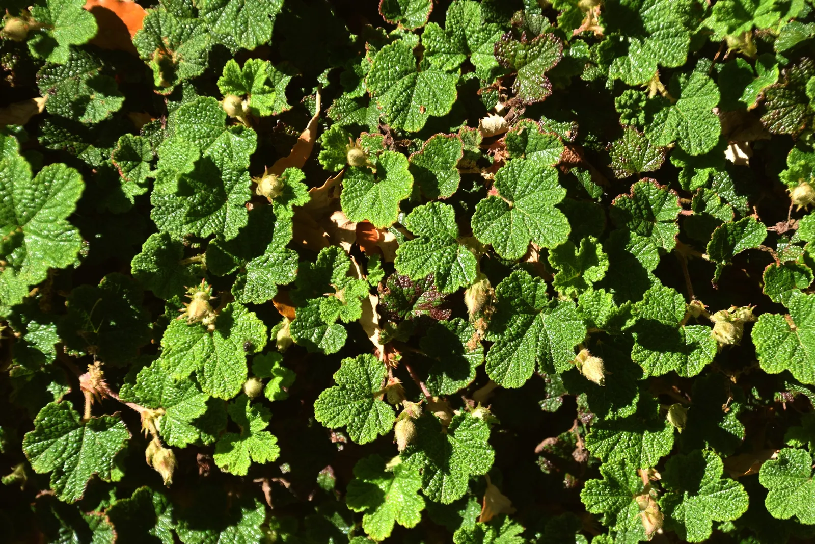 Taiwan Creeping Blackberry (Rubus Pentalobus) — ground cover with white blooms; white flowers in the garden, image 23
