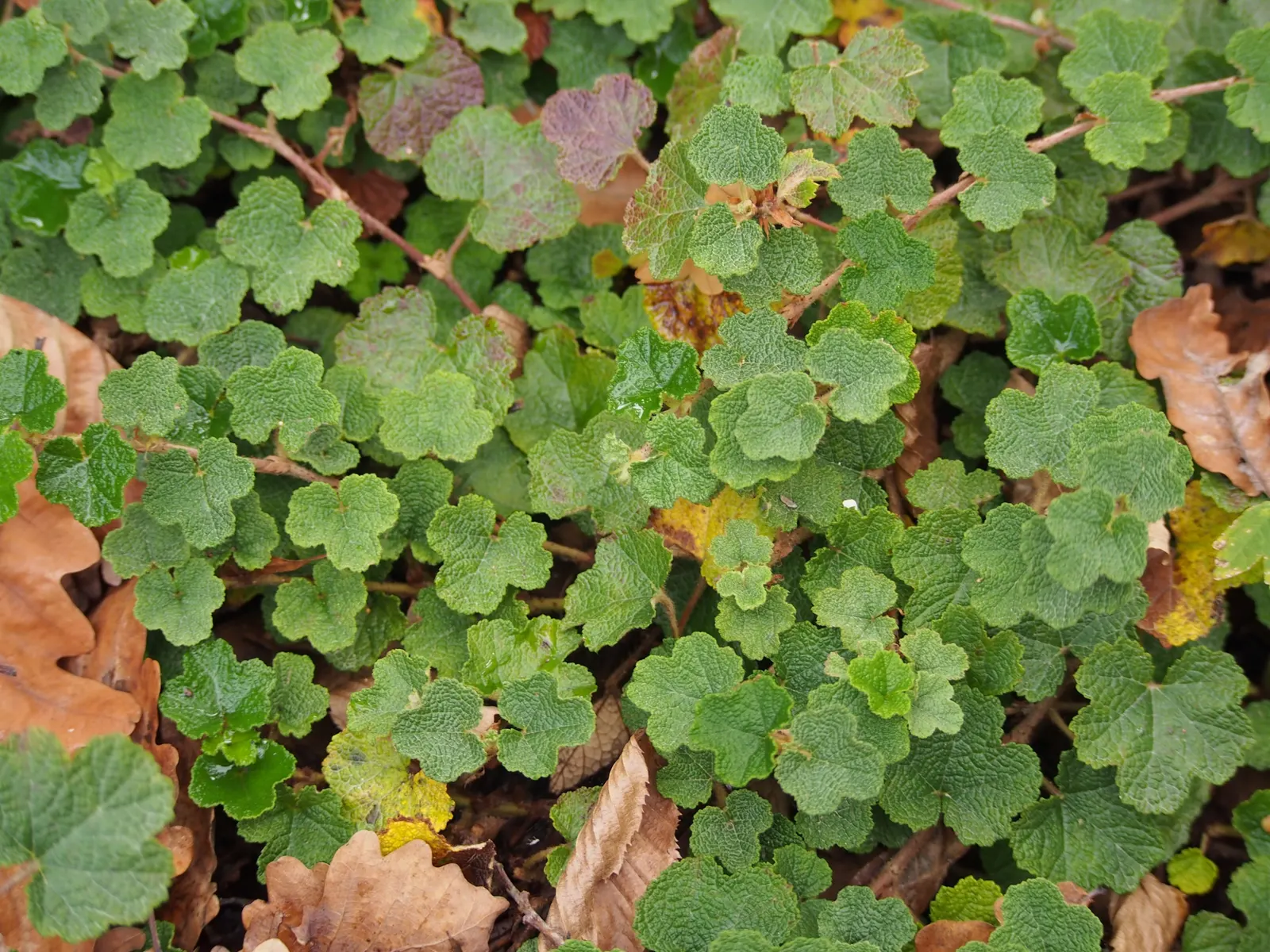 Taiwan Creeping Blackberry (Rubus Pentalobus) — Hardy in USDA zones 7-9, it thrives in partial to full sun and reaches 6 inches tall, spreading up, image 11