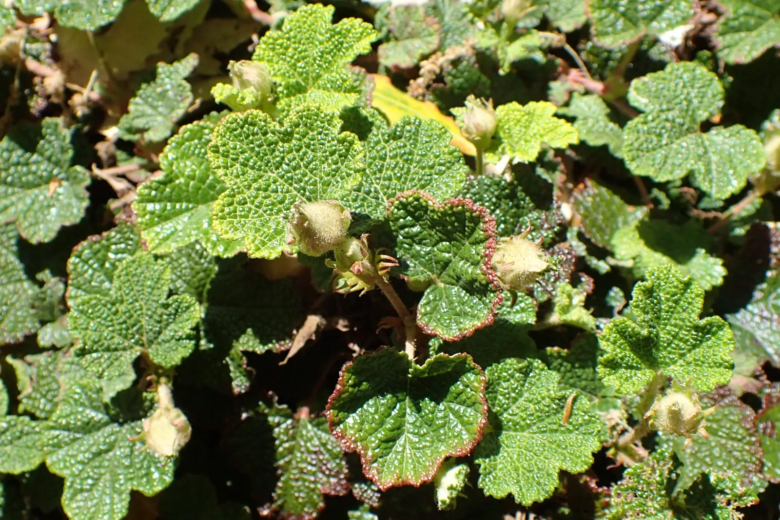 Taiwan Creeping Blackberry (Rubus Pentalobus) — This drought-tolerant plant excels in suppressing weeds and stabilizing slopes