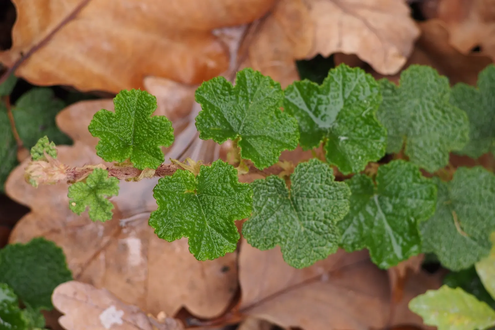 Taiwan Creeping Blackberry (Rubus Pentalobus) — ground cover for full or half; offering year-round visual interest and edible fruits, image 24