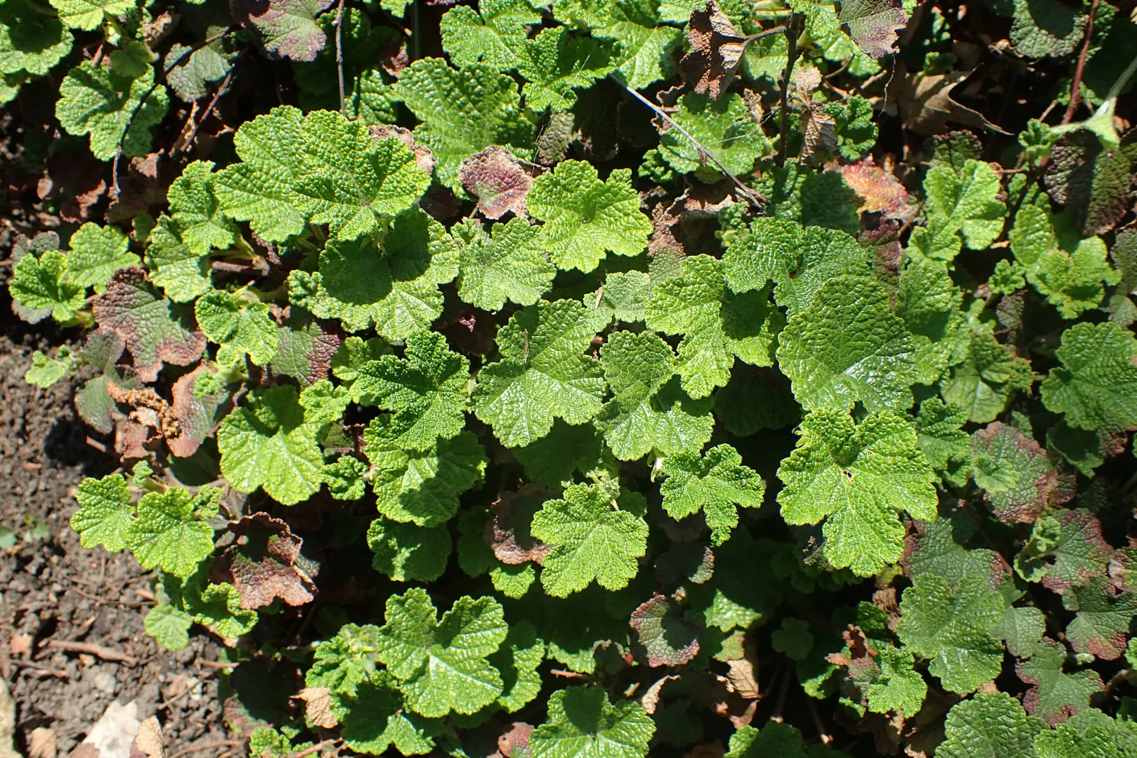 Taiwan Creeping Blackberry (Rubus Pentalobus) — white flowers in the garden; ground cover with white blooms