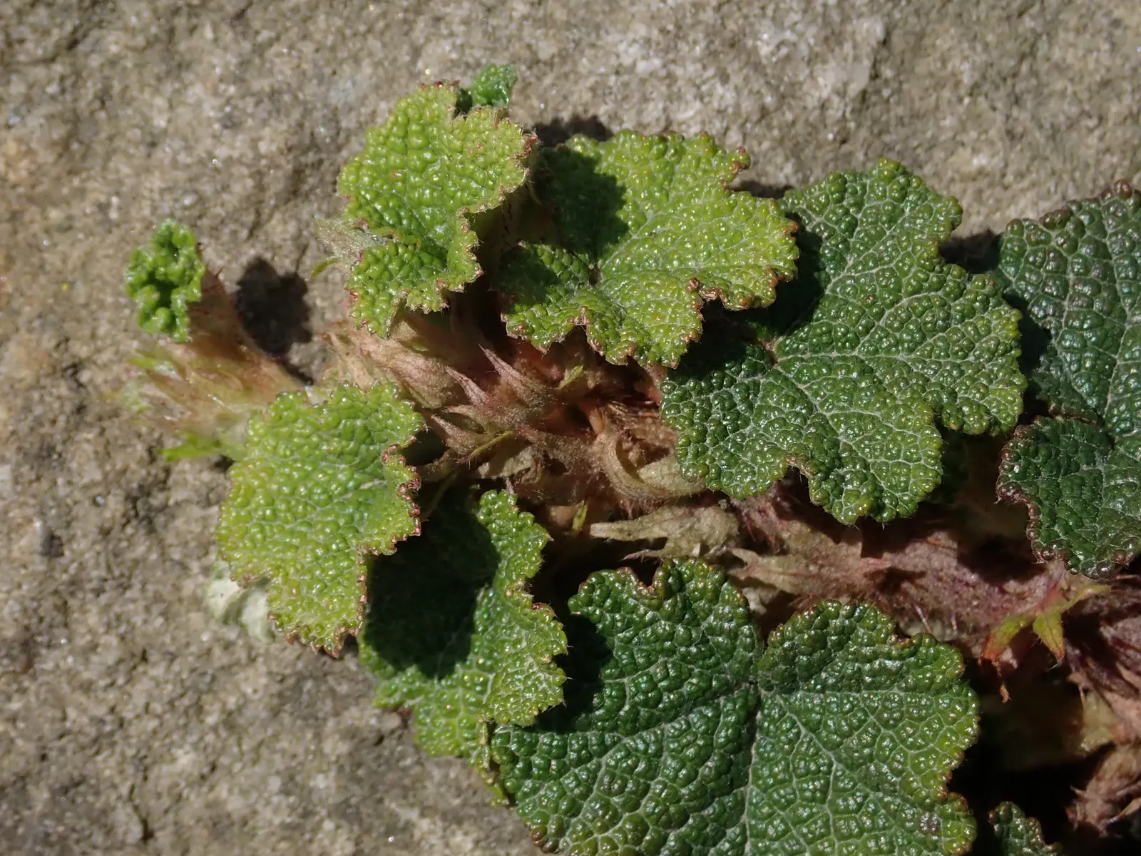 Taiwan Creeping Blackberry (Rubus Pentalobus) — It features attractive, glossy green leaves divided into five lobes and produces small, tangy, image 26