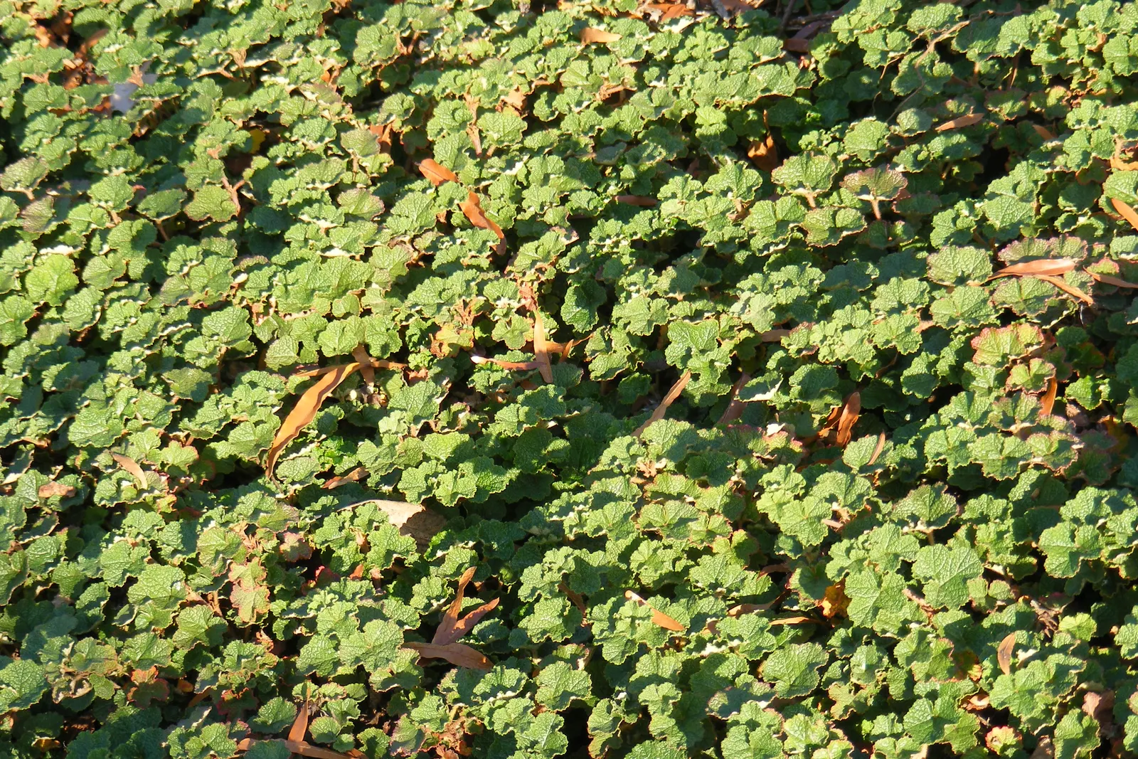Taiwan Creeping Blackberry (Rubus Pentalobus) — It features attractive, glossy green leaves divided into five lobes and produces small, tangy, image 10