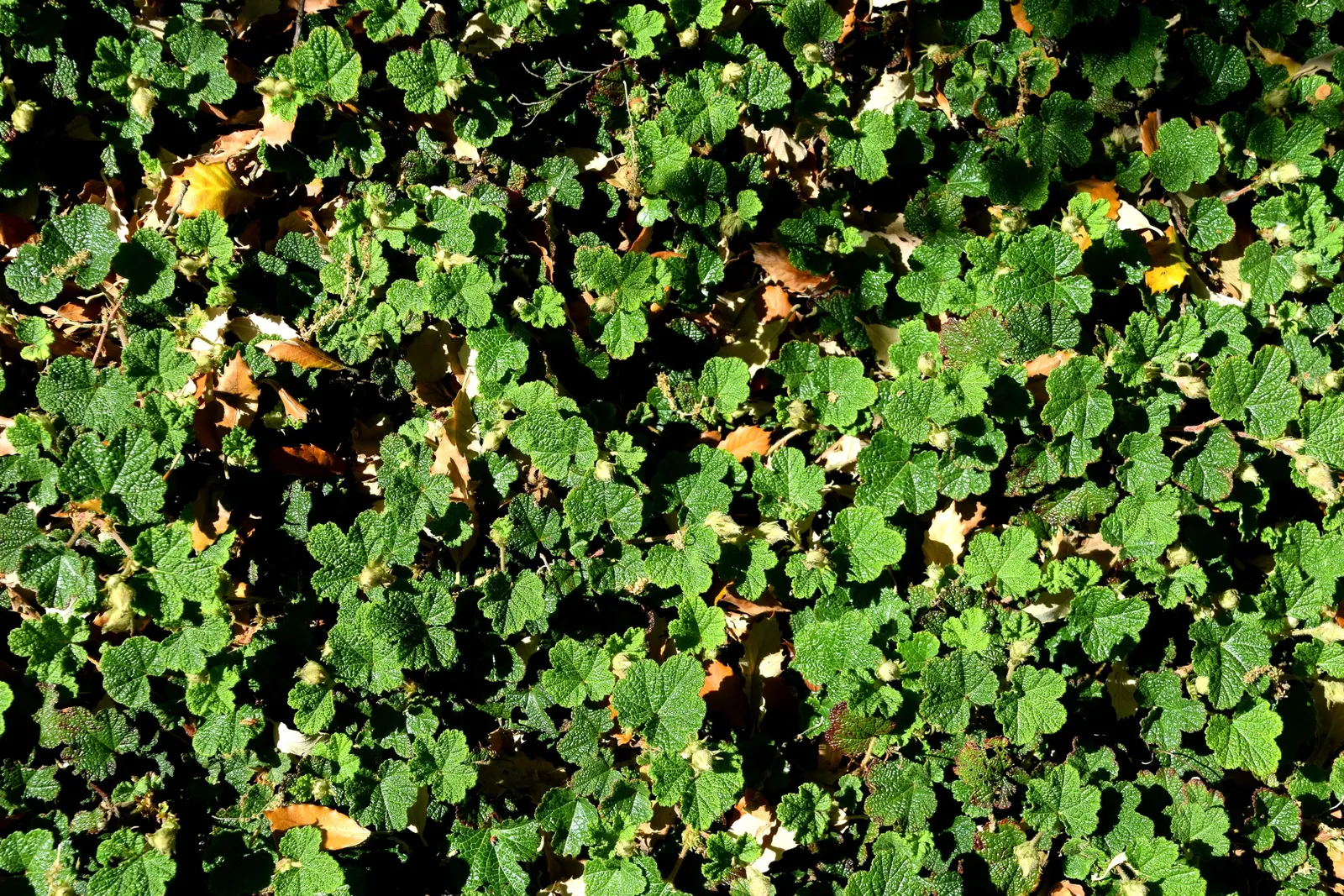 Taiwan Creeping Blackberry (Rubus Pentalobus) — offering year-round visual interest and edible fruits; ground cover for full or half
