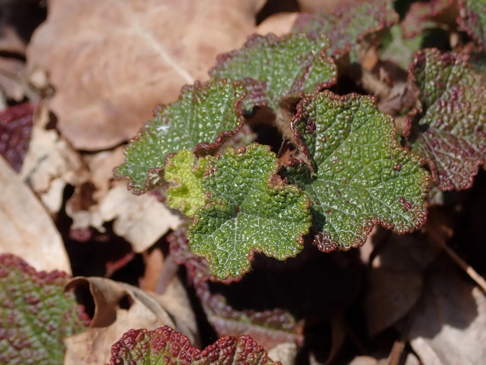 Taiwan Creeping Blackberry (Rubus Pentalobus) — The Taiwan Creeping Blackberry, Rubus pentalobus, is a low-growing evergreen ground cover; this