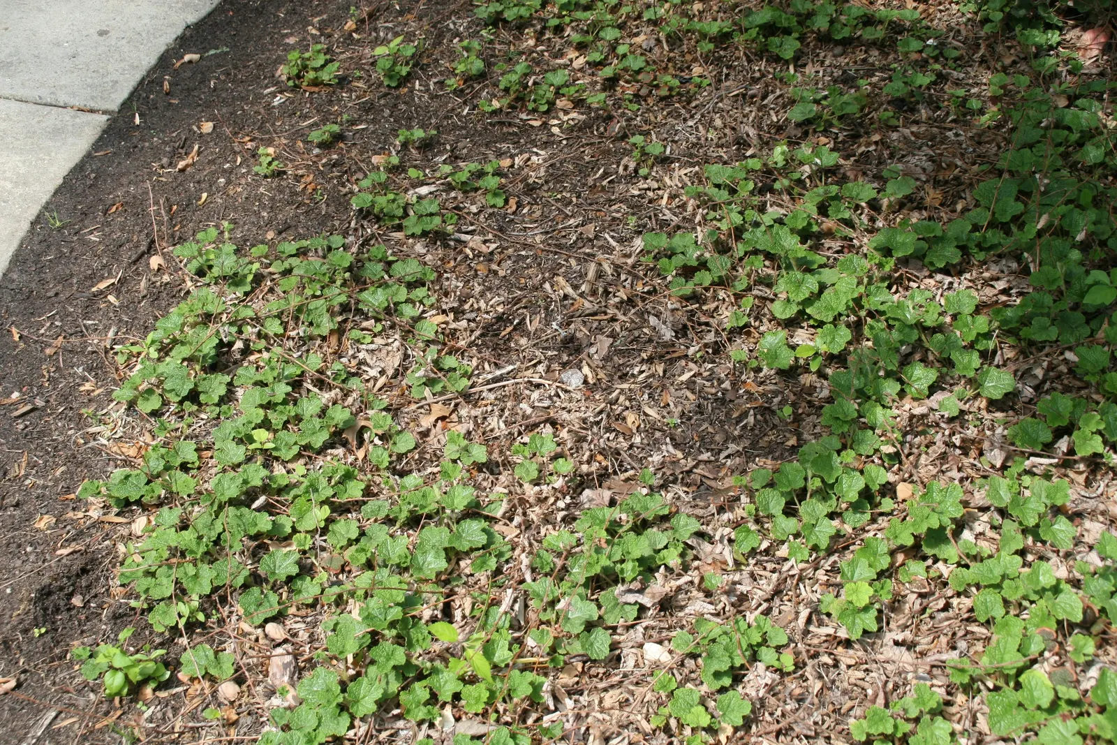 Taiwan Creeping Blackberry (Rubus Pentalobus) — ground cover with white blooms