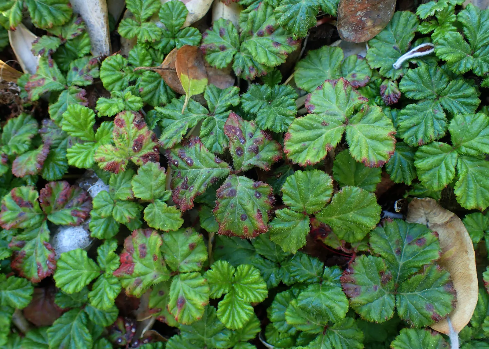 Taiwan Creeping Blackberry (Rubus Pentalobus) — It features attractive, glossy green leaves divided into five lobes and produces small, tangy, image 18
