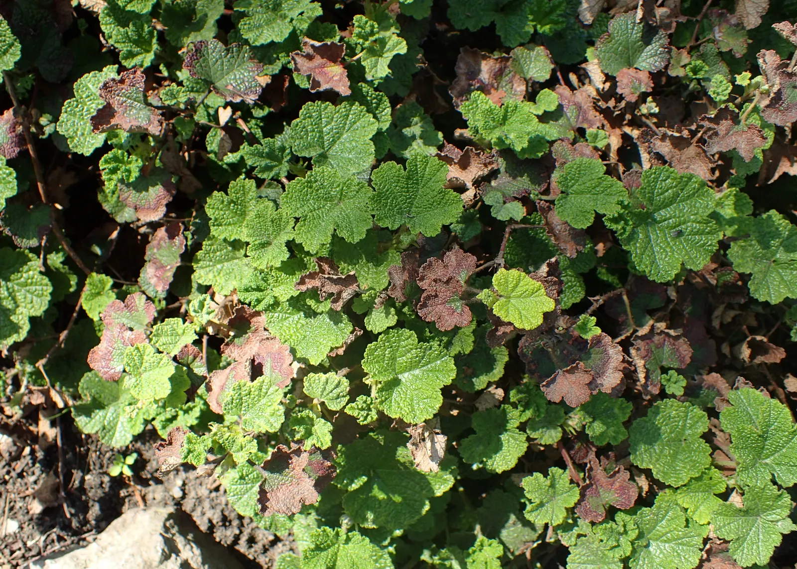 Taiwan Creeping Blackberry (Rubus Pentalobus) — This drought-tolerant plant excels in suppressing weeds and stabilizing slopes; the Taiwan Creeping Blackberry