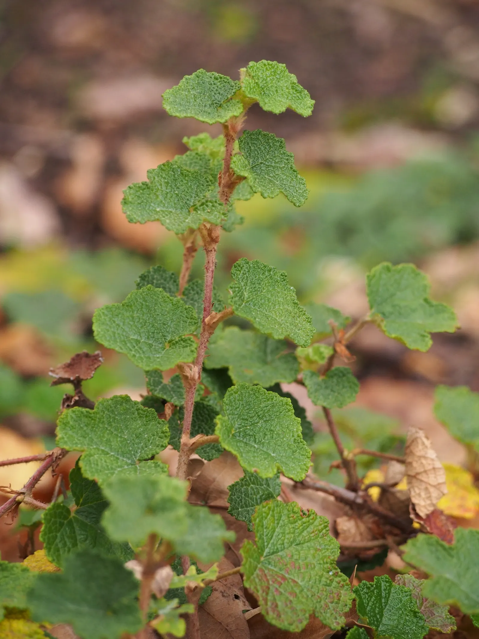 Taiwan Creeping Blackberry (Rubus Pentalobus) — white flowers in the garden; ground cover with white blooms, image 22