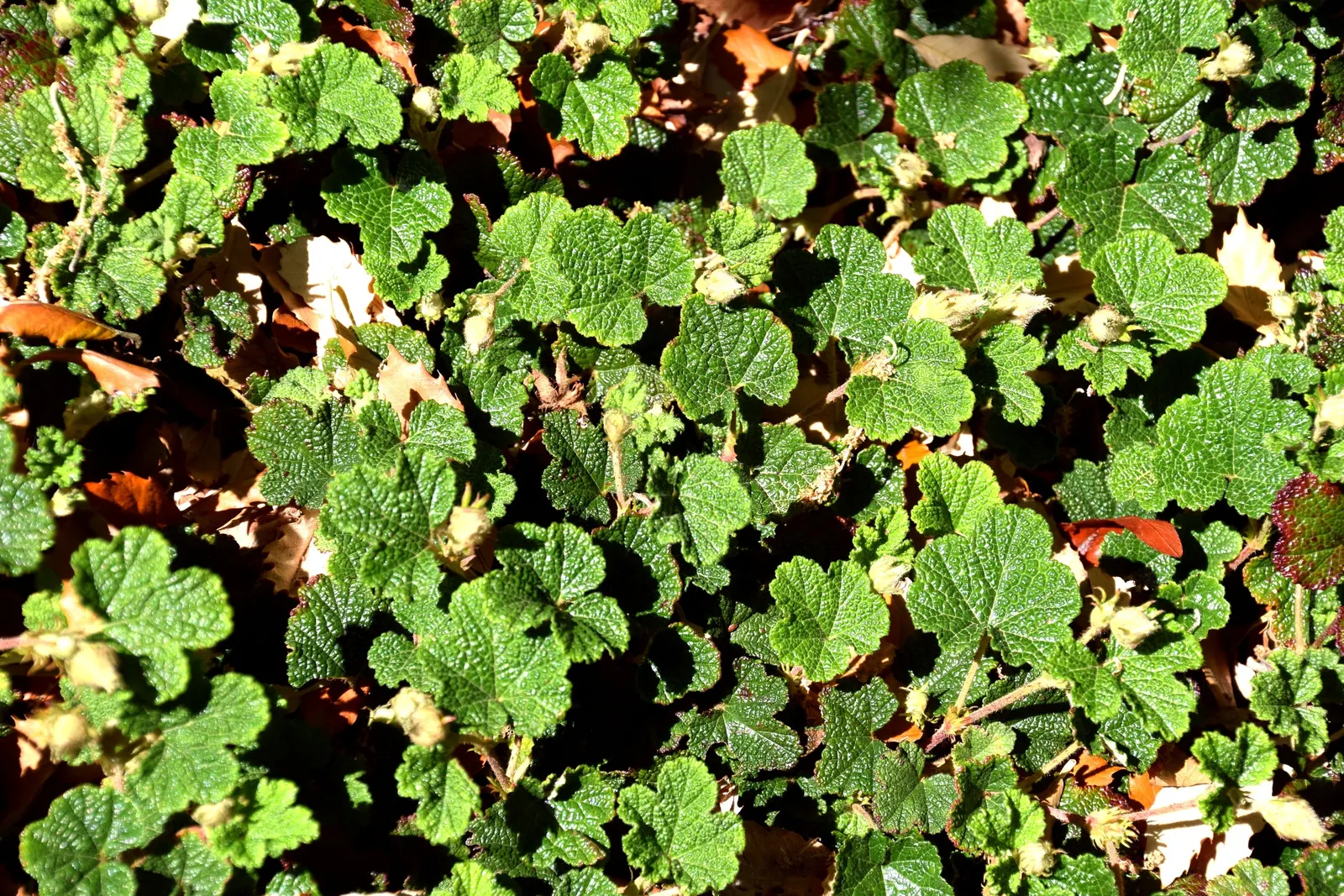 Taiwan Creeping Blackberry (Rubus Pentalobus) — The Taiwan Creeping Blackberry, Rubus pentalobus, is a low-growing evergreen ground cover
