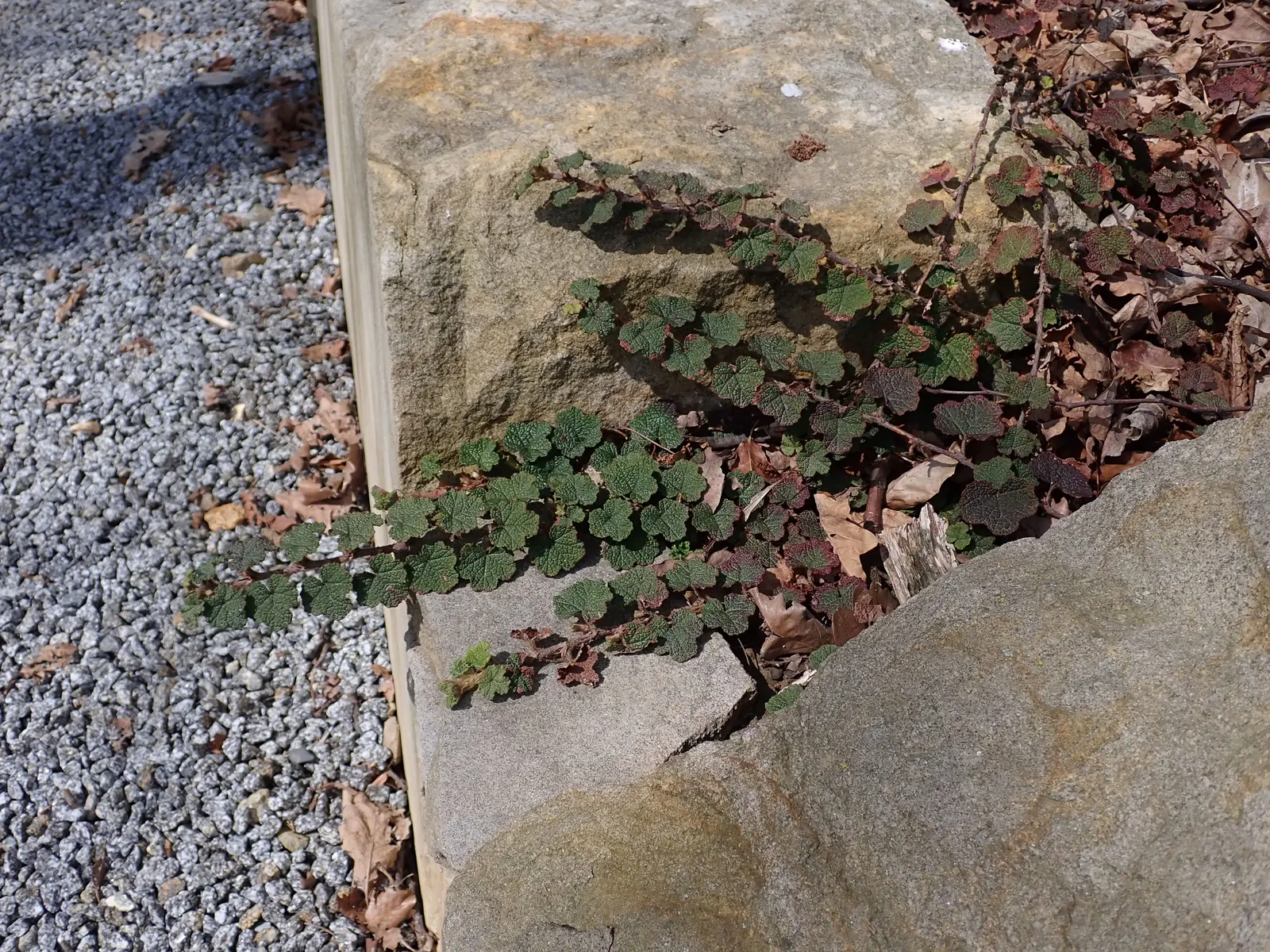 Taiwan Creeping Blackberry (Rubus Pentalobus) — white flowers in the garden
