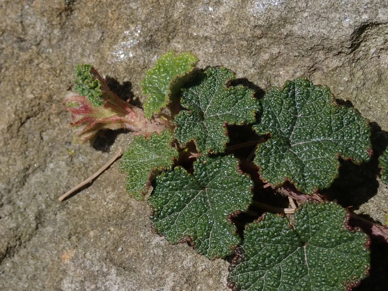 Taiwan Creeping Blackberry (Rubus Pentalobus) — It features attractive, glossy green leaves divided into five lobes and produces small, tangy orange berries