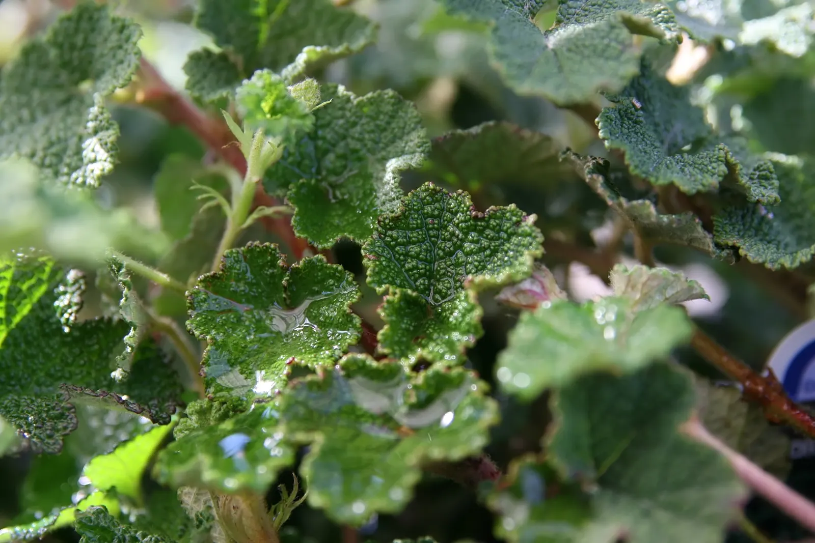 Taiwan Creeping Blackberry (Rubus Pentalobus) — ground cover for full or half