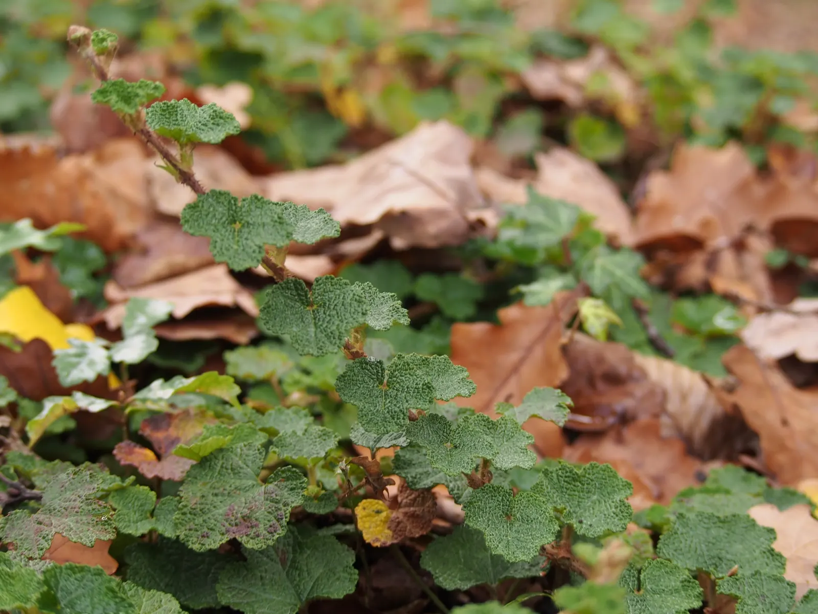 Taiwan Creeping Blackberry (Rubus Pentalobus) — The Taiwan Creeping Blackberry, Rubus pentalobus, is a low-growing evergreen ground cover; this, image 17