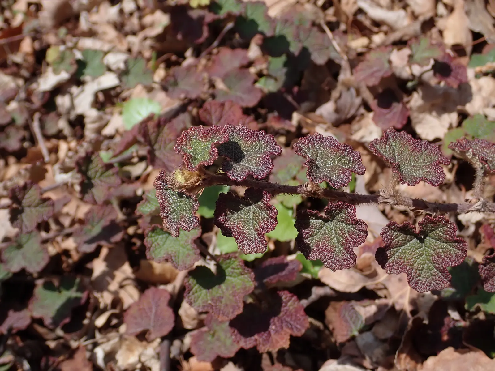 Taiwan Creeping Blackberry (Rubus Pentalobus) — This drought-tolerant plant excels in suppressing weeds and stabilizing slopes; the Taiwan Creeping, image 20