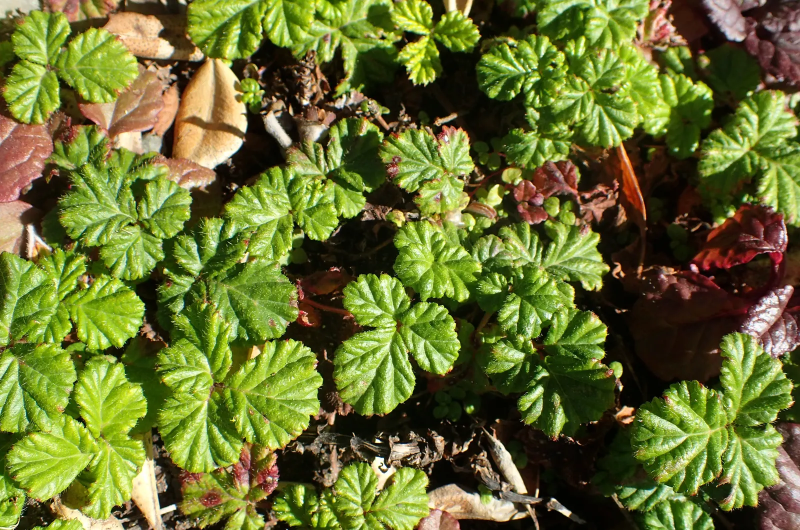 Taiwan Creeping Blackberry (Rubus Pentalobus) — ground cover for full or half; offering year-round visual interest and edible fruits