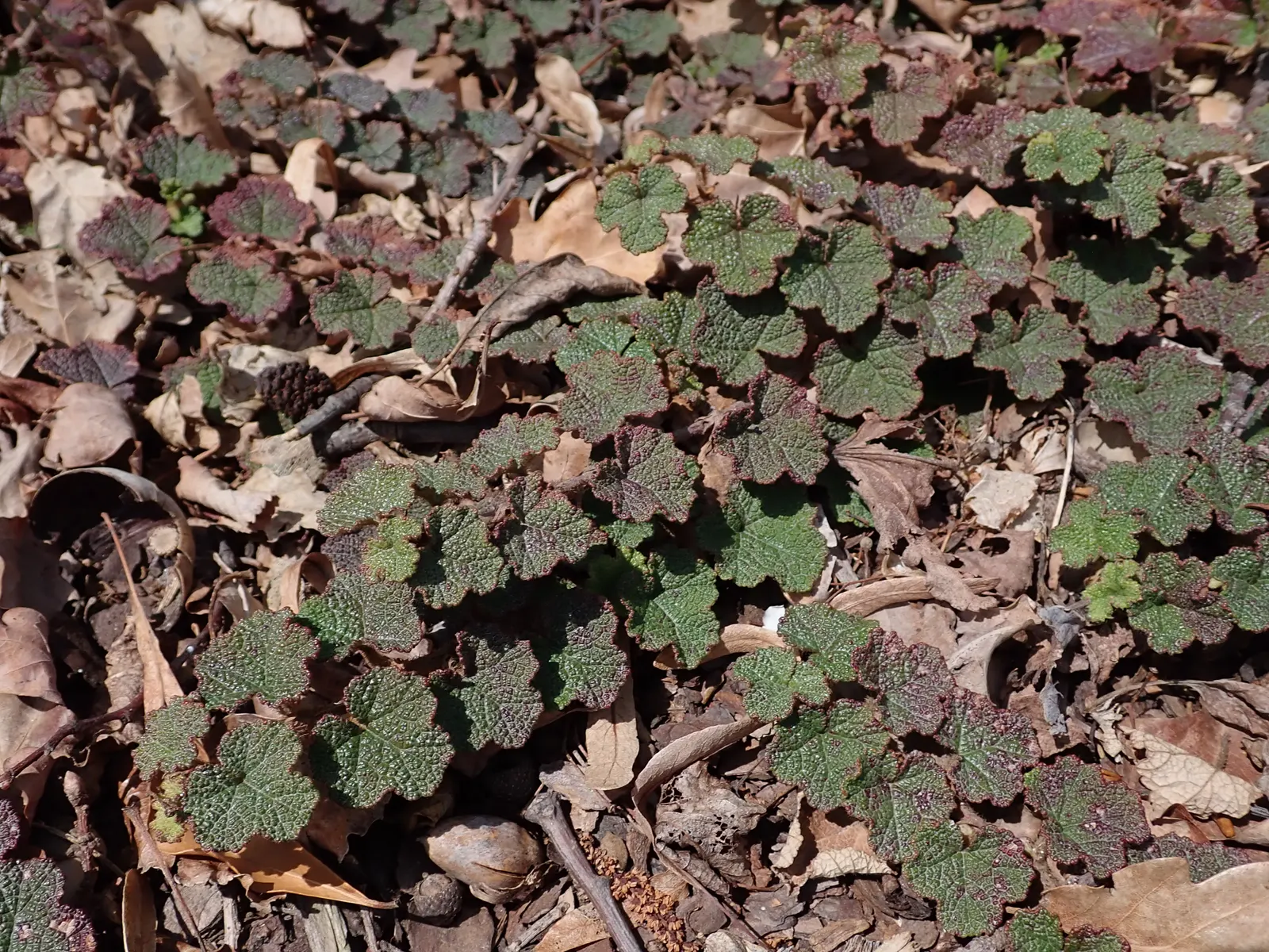 Taiwan Creeping Blackberry (Rubus Pentalobus) — offering year-round visual interest and edible fruits; ground cover for full or half, image 21