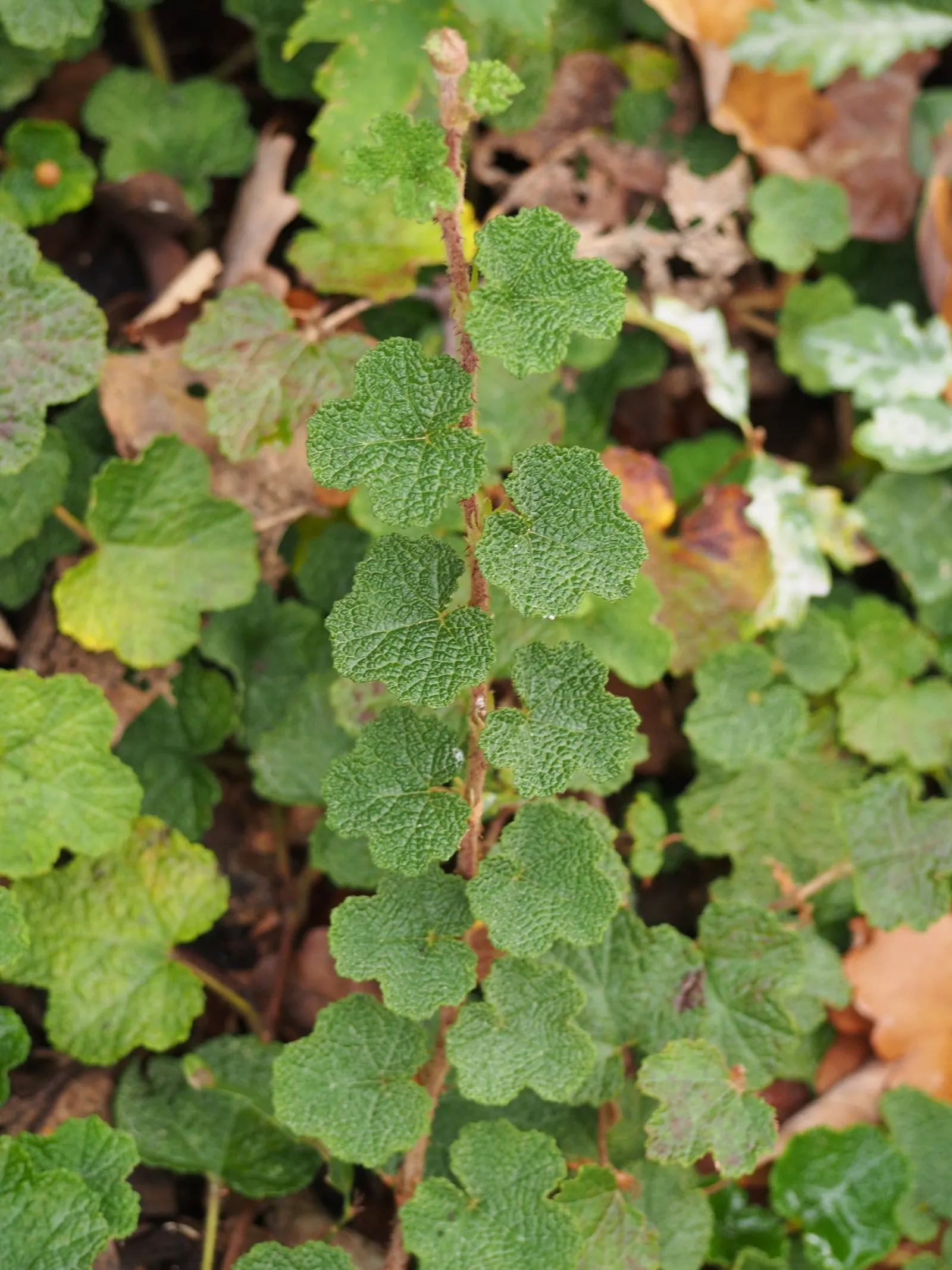 Taiwan Creeping Blackberry (Rubus Pentalobus) — Hardy in USDA zones 7-9, it thrives in partial to full sun and reaches 6 inches tall, spreading up, image 19