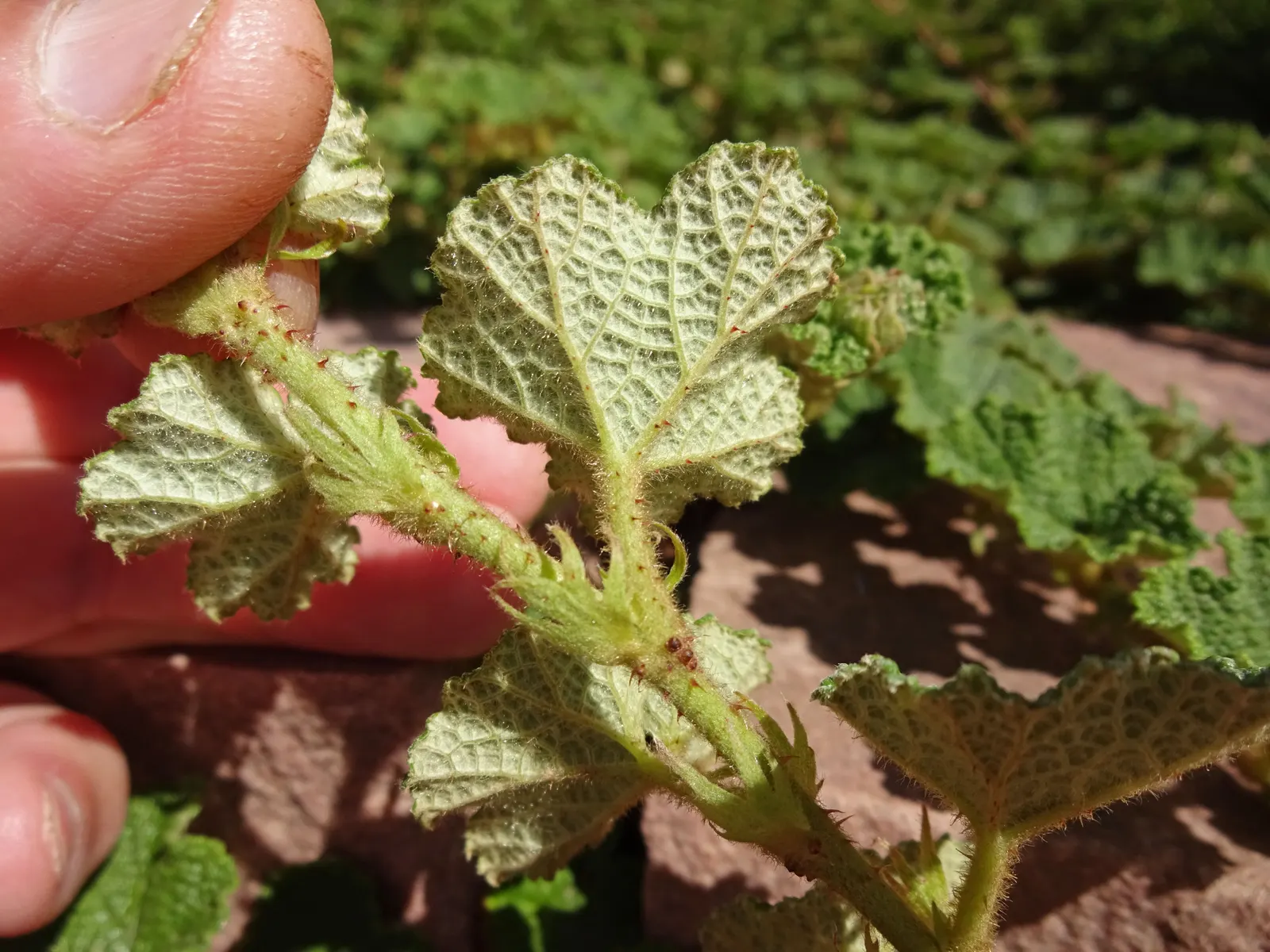 Taiwan Creeping Blackberry (Rubus Pentalobus) — Hardy in USDA zones 7-9, it thrives in partial to full sun and reaches 6 inches tall, spreading up, image 27