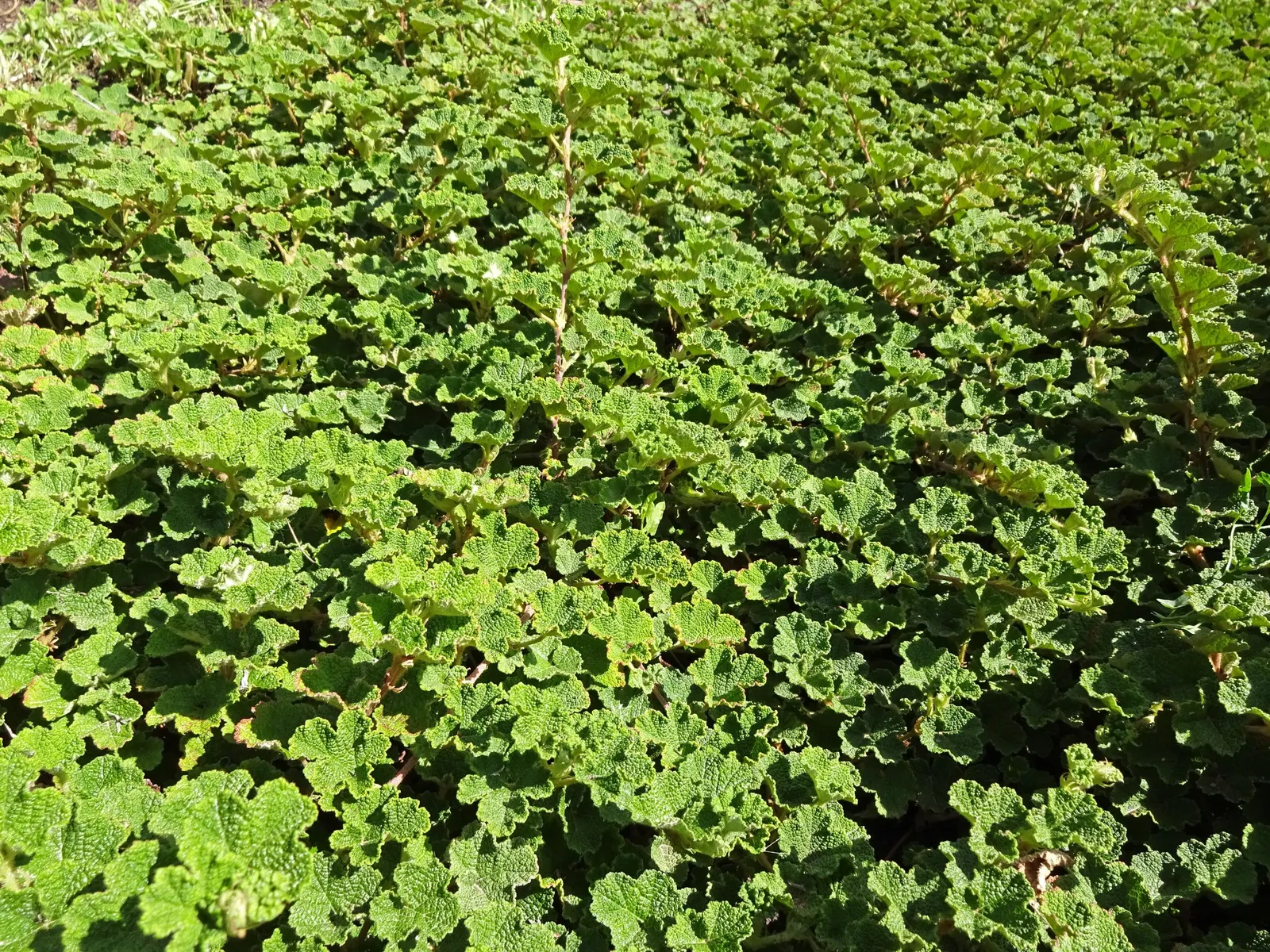 Taiwan Creeping Blackberry (Rubus Pentalobus) — Hardy in USDA zones 7-9, it thrives in partial to full sun and reaches 6 inches tall, spreading up to 6 feet