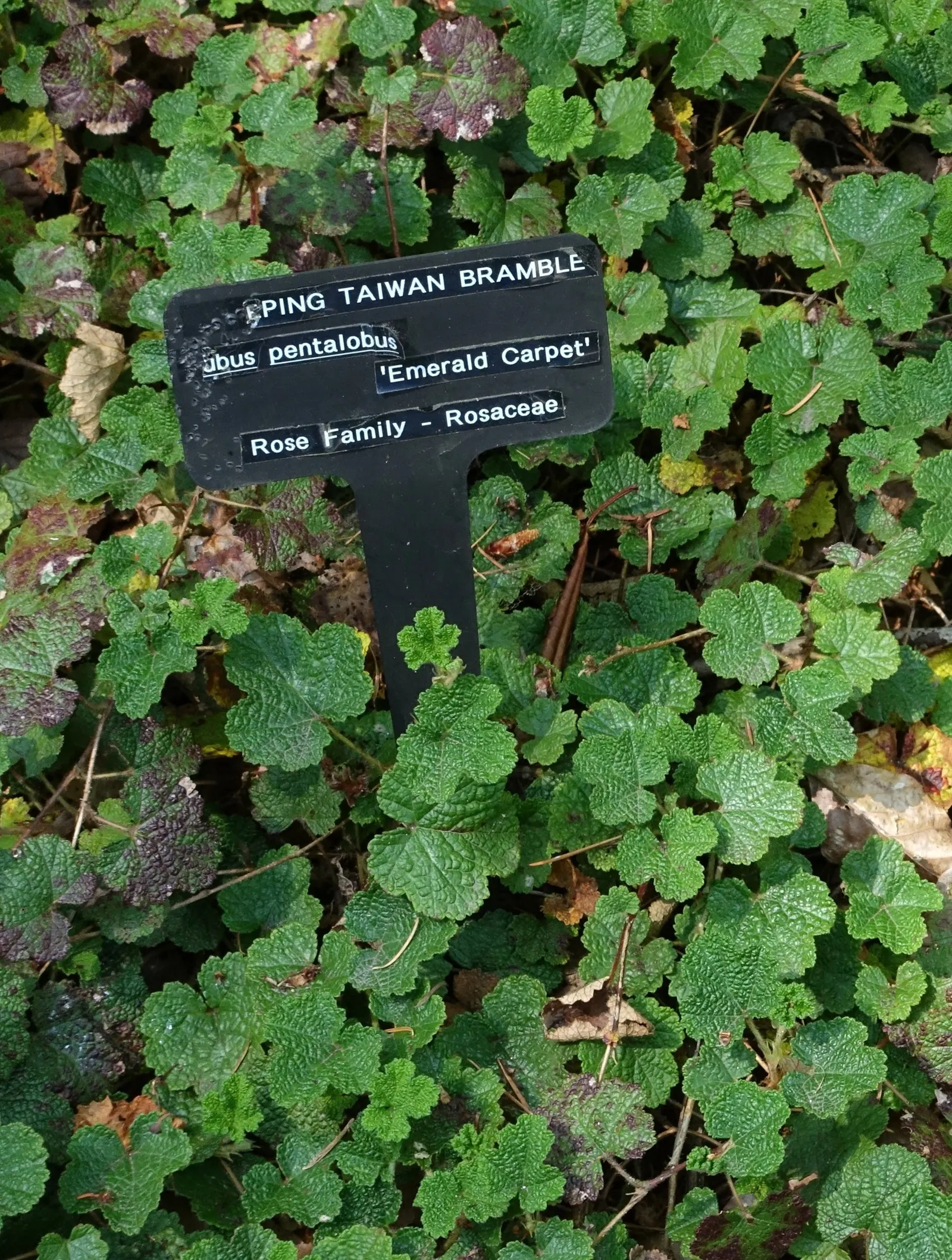 Taiwan Creeping Blackberry (Rubus Pentalobus) — The Taiwan Creeping Blackberry, Rubus pentalobus, is a low-growing evergreen ground cover; this, image 25