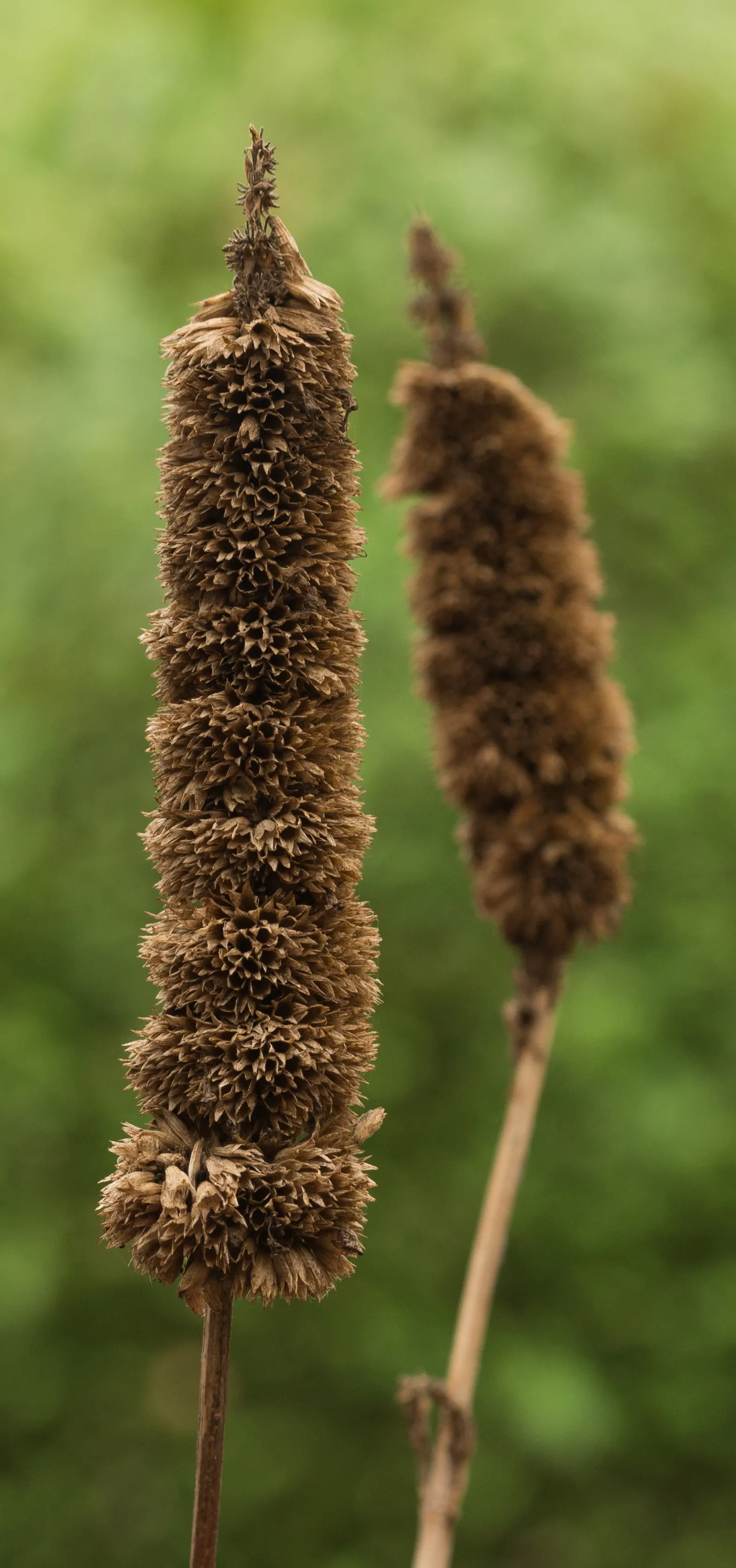 Purple Haze Hummingbird Mint (Agastache 'Purple Haze') — smoky-purple flower spikes