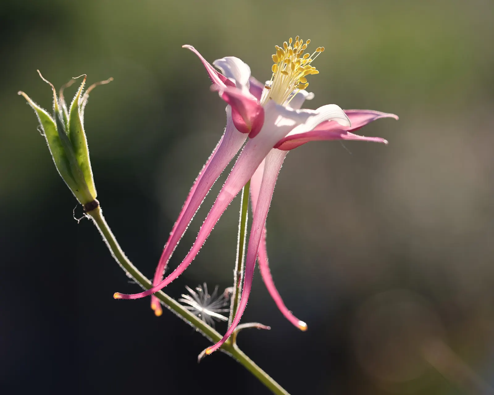 Colorado Blue Columbine (Aquilegia Caerulea) — moist soils and typically has a moderate to fast growth rate; it does require occasional watering during
