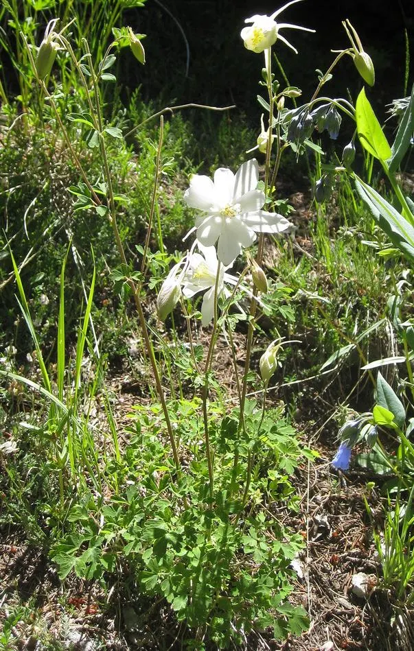 Colorado Blue Columbine (Aquilegia Caerulea) — This helps to mimic the natural lighting conditions of its alpine habit