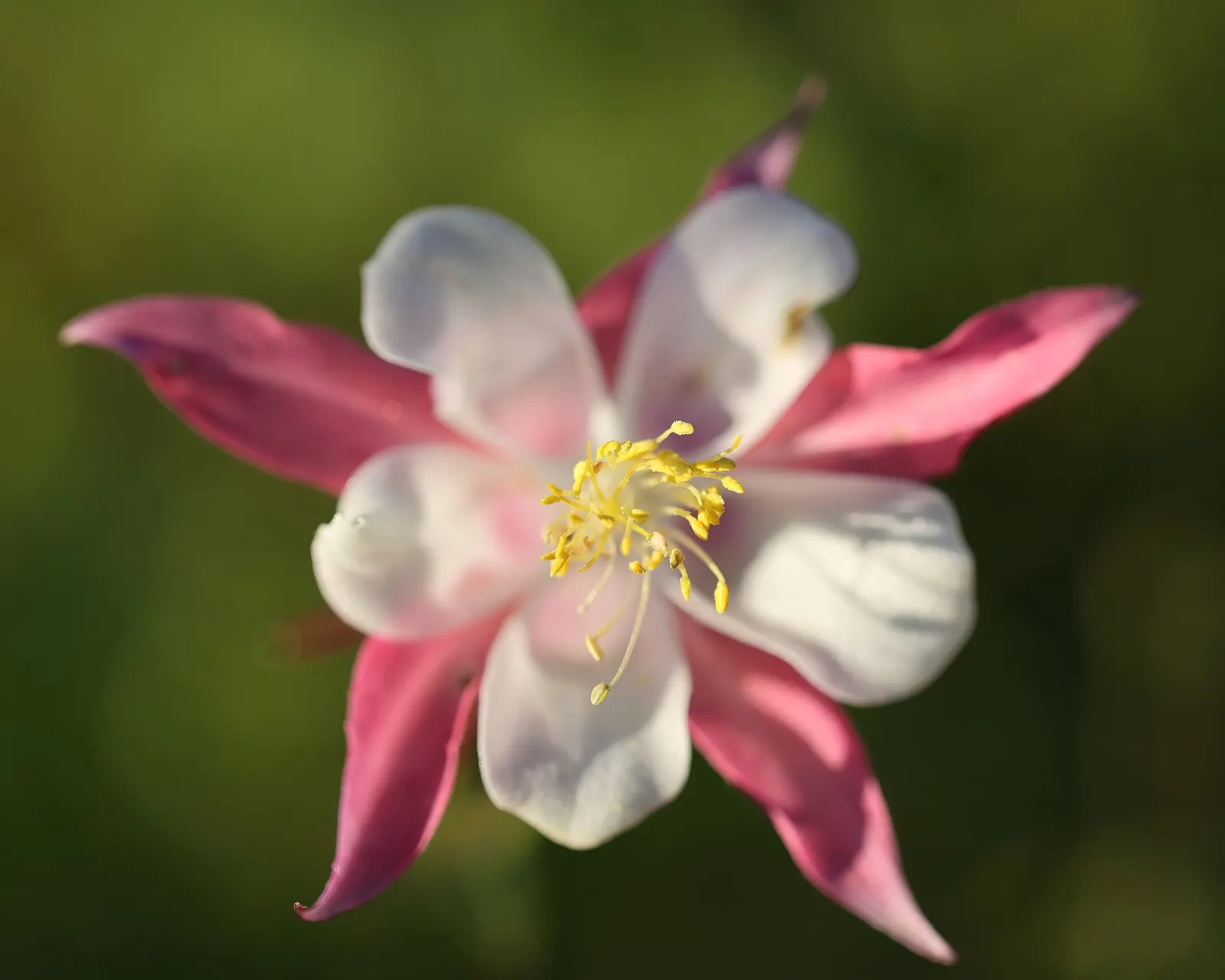 Colorado Blue Columbine (Aquilegia Caerulea) — Be aware that while it is relatively low maintenance; it does require occasional watering during extended dry