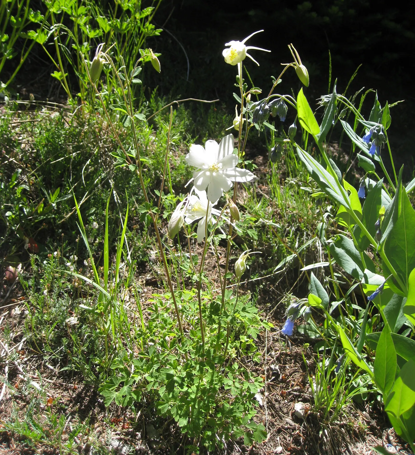 Colorado Blue Columbine (Aquilegia Caerulea) — It features delicate blue and white flowers, with distinct spurs, that bloom in late spring to early summer