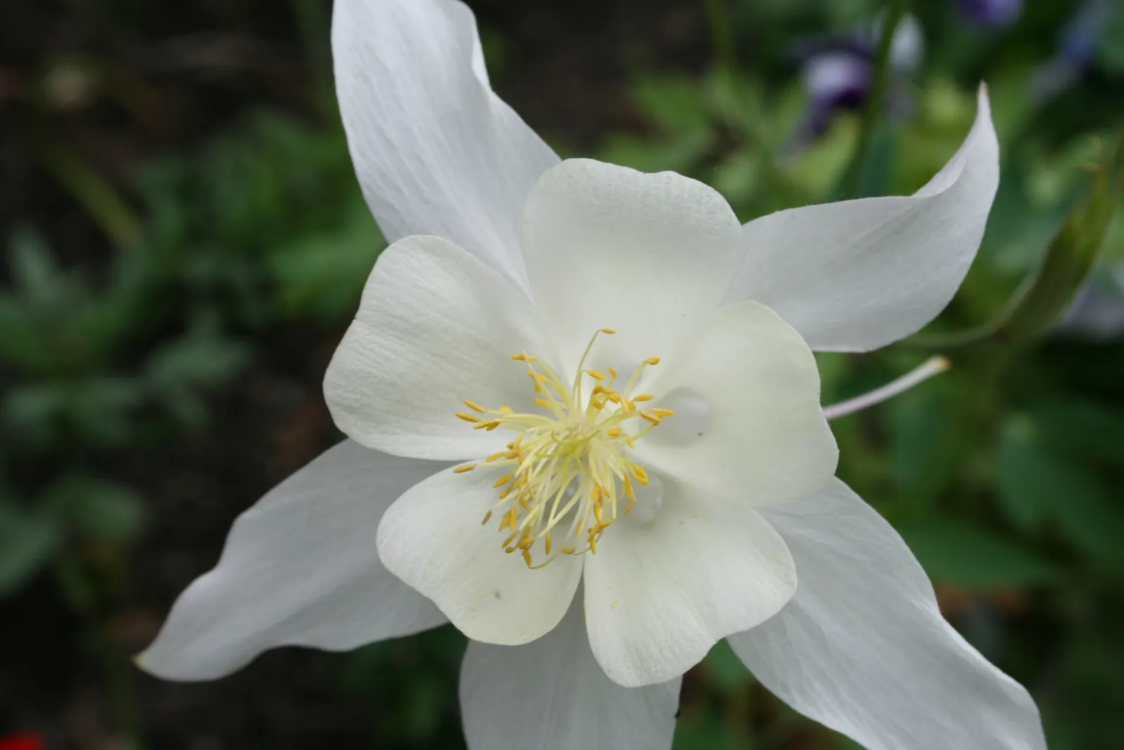 Colorado Blue Columbine (Aquilegia Caerulea) — Aquilegia caerulea, or Colorado Blue Columbine, is a perennial native to the Rocky Mountains; preferring moist