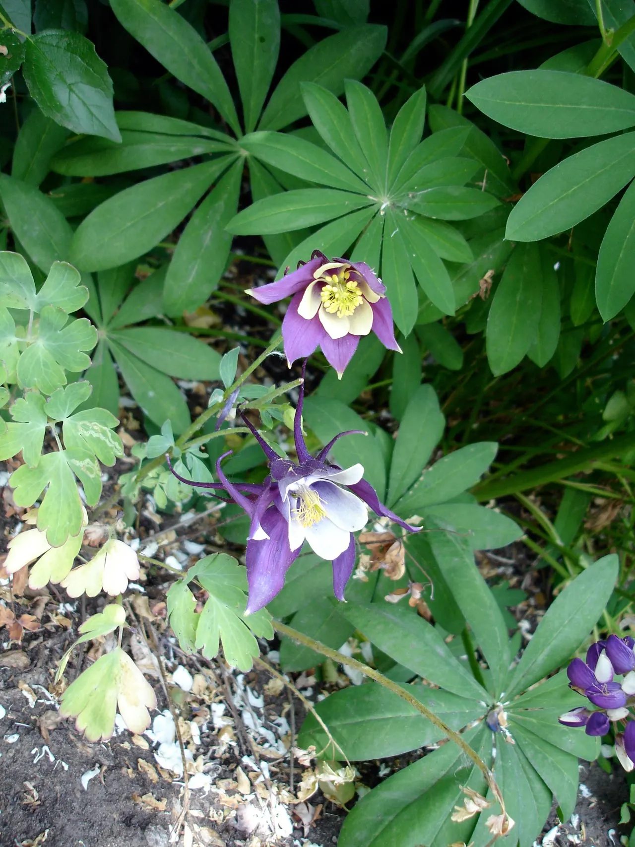 Colorado Blue Columbine (Aquilegia Caerulea) — consider planting it in drifts or clumps; contributing to the overall aesthetic of the plant
