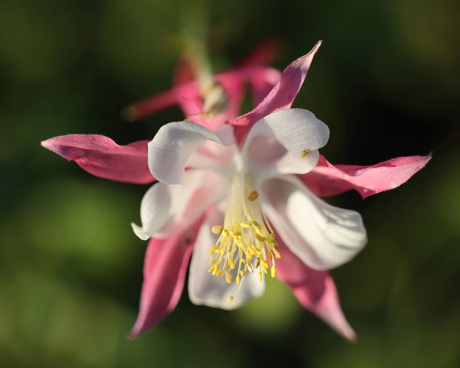 Colorado Blue Columbine (Aquilegia Caerulea) — This shade-tolerant species reaches 1.5 to 3 feet in height and spreads 1 to 2 feet