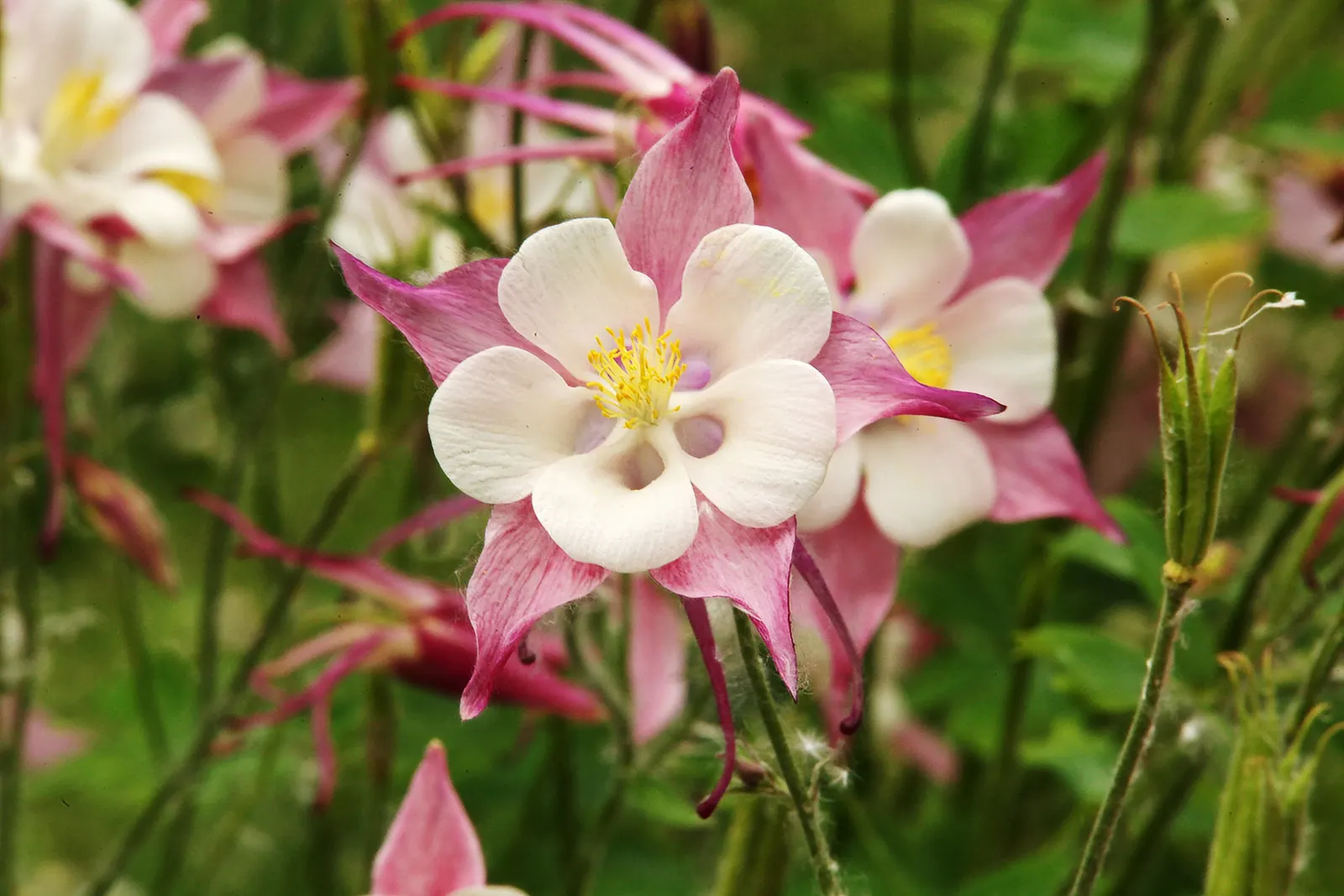 Colorado Blue Columbine (Aquilegia Caerulea) — blue flowers in the garden