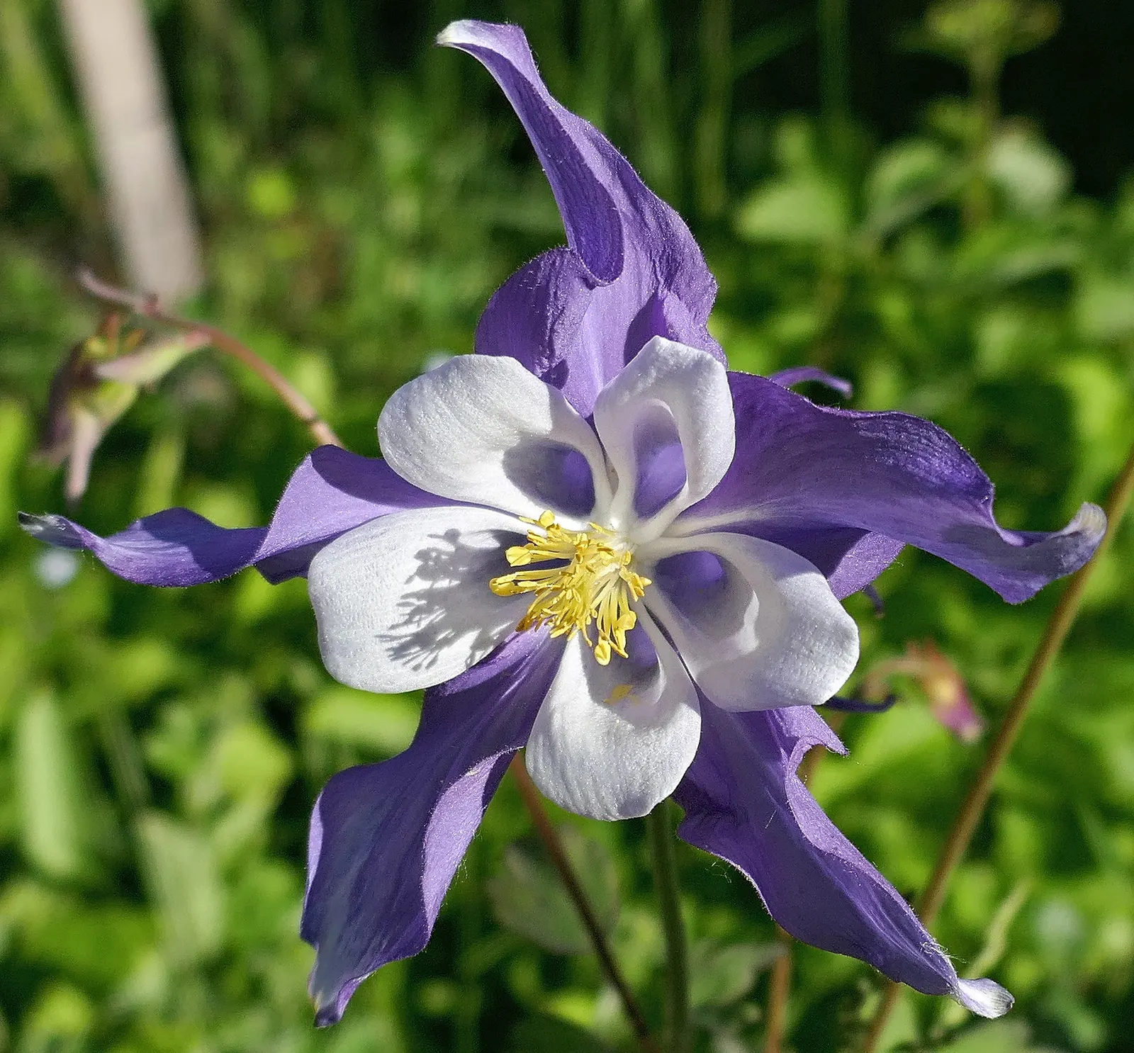 Colorado Blue Columbine (Aquilegia Caerulea) — Preferring moist, well-drained soil, it attracts pollinators and tolerates elevations up to 12,000 feet; it does
