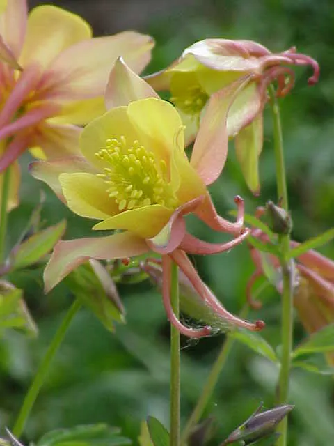 Colorado Blue Columbine (Aquilegia Caerulea) — which often span 2 to 3 inches in diameter