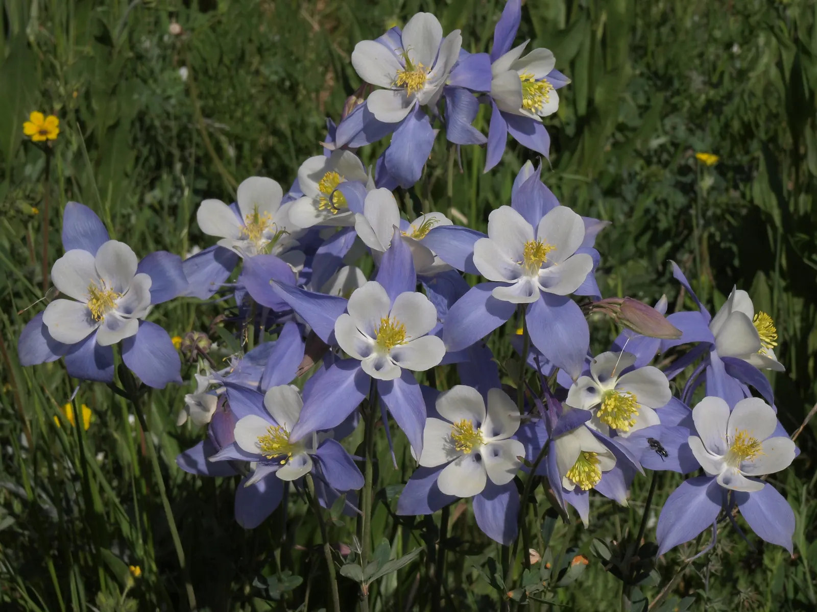 Colorado Blue Columbine (Aquilegia Caerulea) — perennial for full or half; it does require occasional watering during extended dry periods