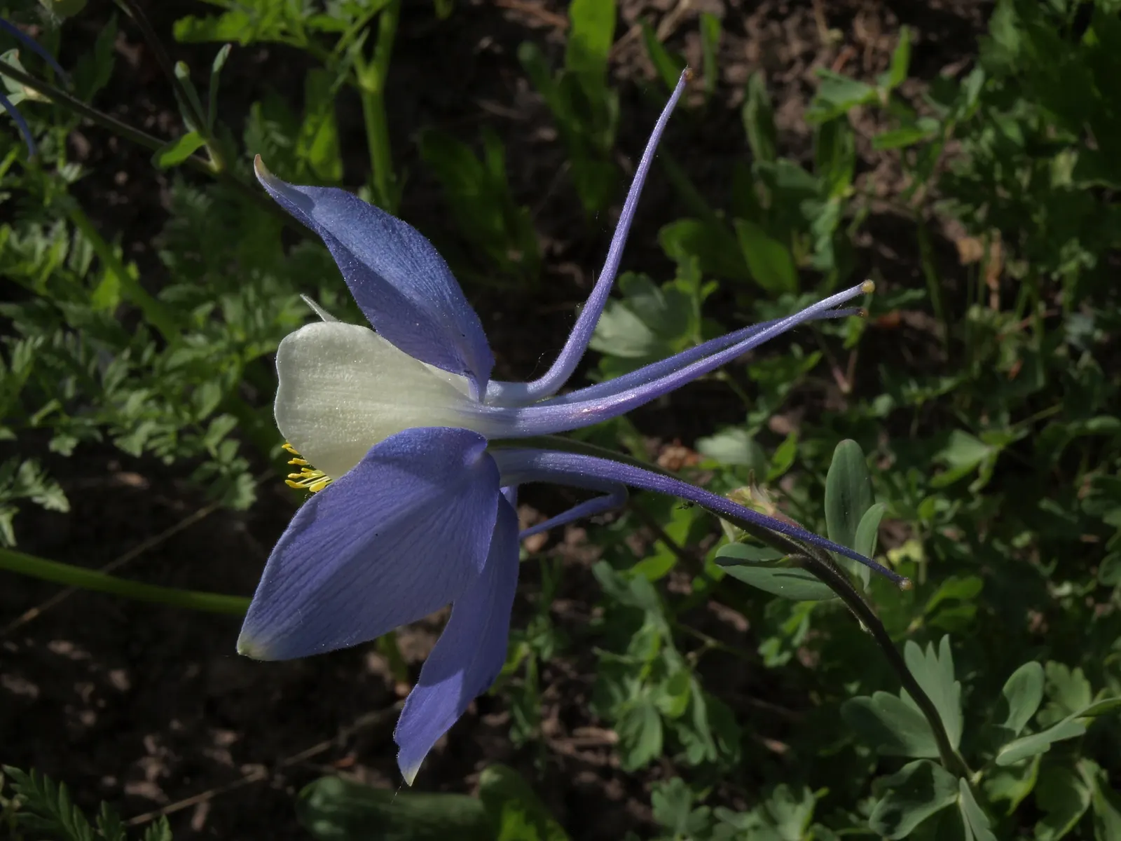 Colorado Blue Columbine (Aquilegia Caerulea) — it does require occasional watering during extended dry periods; preferring moist, well-drained soil, it