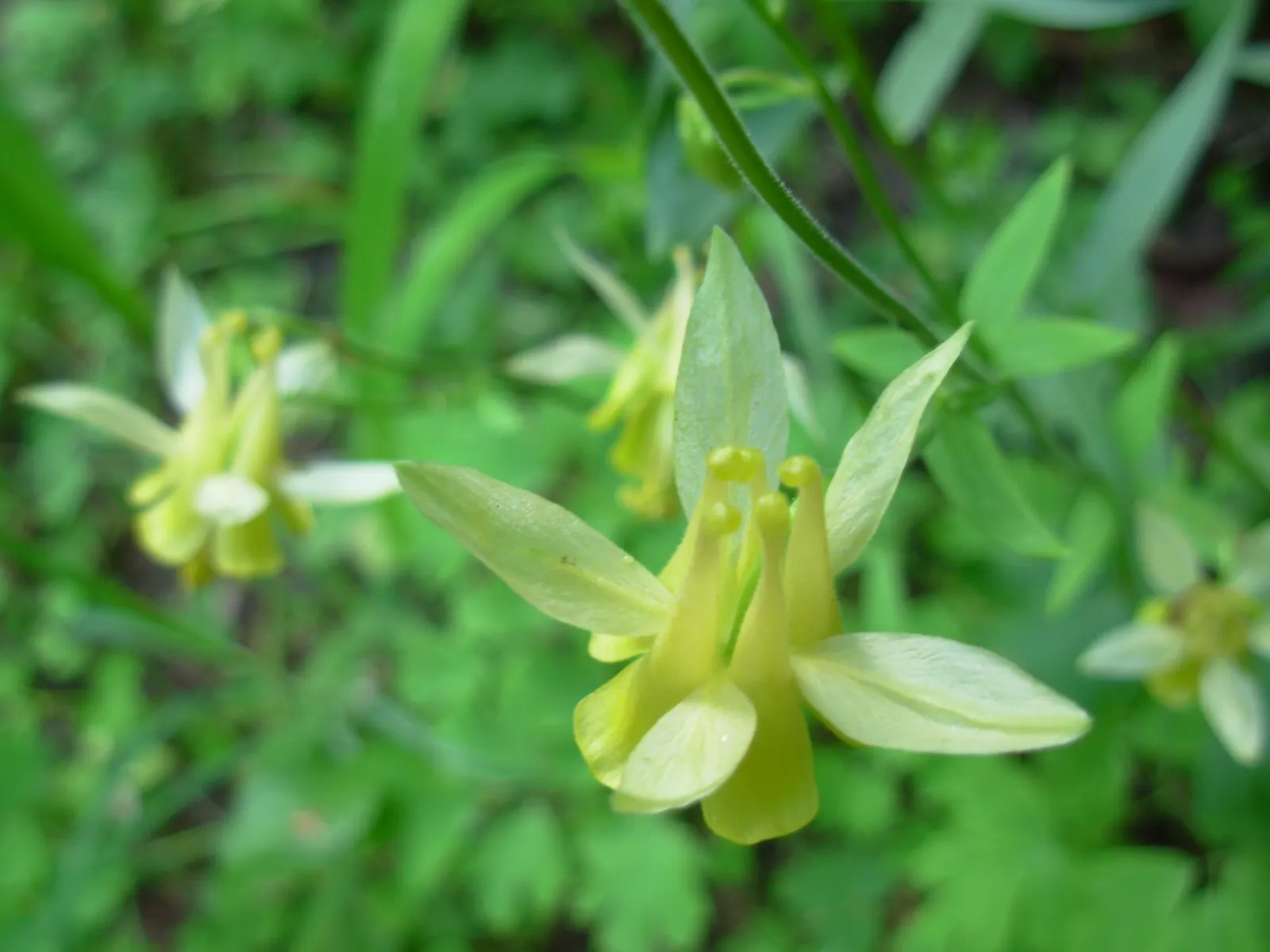 Colorado Blue Columbine (Aquilegia Caerulea) — erect stems reaching heights of 24 to 36 inches; and as an accent in mixed perennial beds