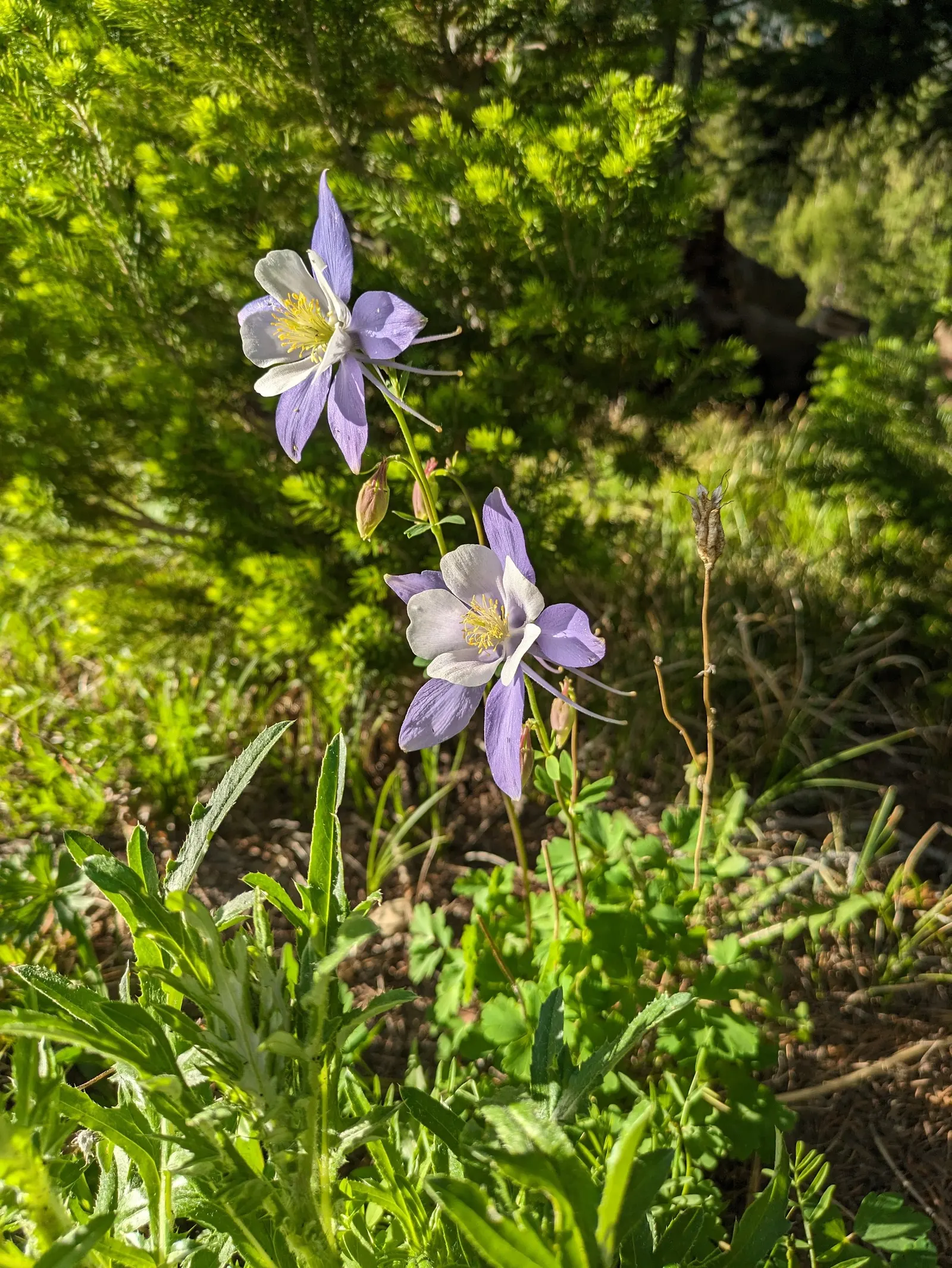 Colorado Blue Columbine (Aquilegia Caerulea) — It flourishes in USDA Hardiness Zones 3 through 8; it does require occasional watering during extended dry