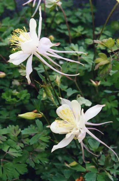 Colorado Blue Columbine (Aquilegia Caerulea) — making it an excellent choice for woodland gardens