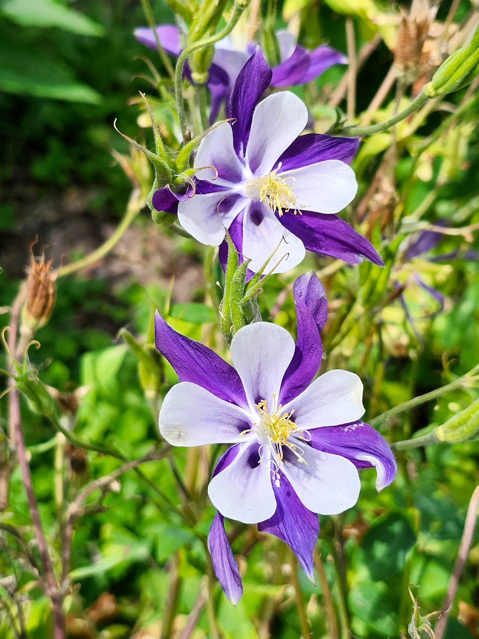 Colorado Blue Columbine (Aquilegia Caerulea) — contributing to the overall aesthetic of the plant; and as an accent in mixed perennial beds
